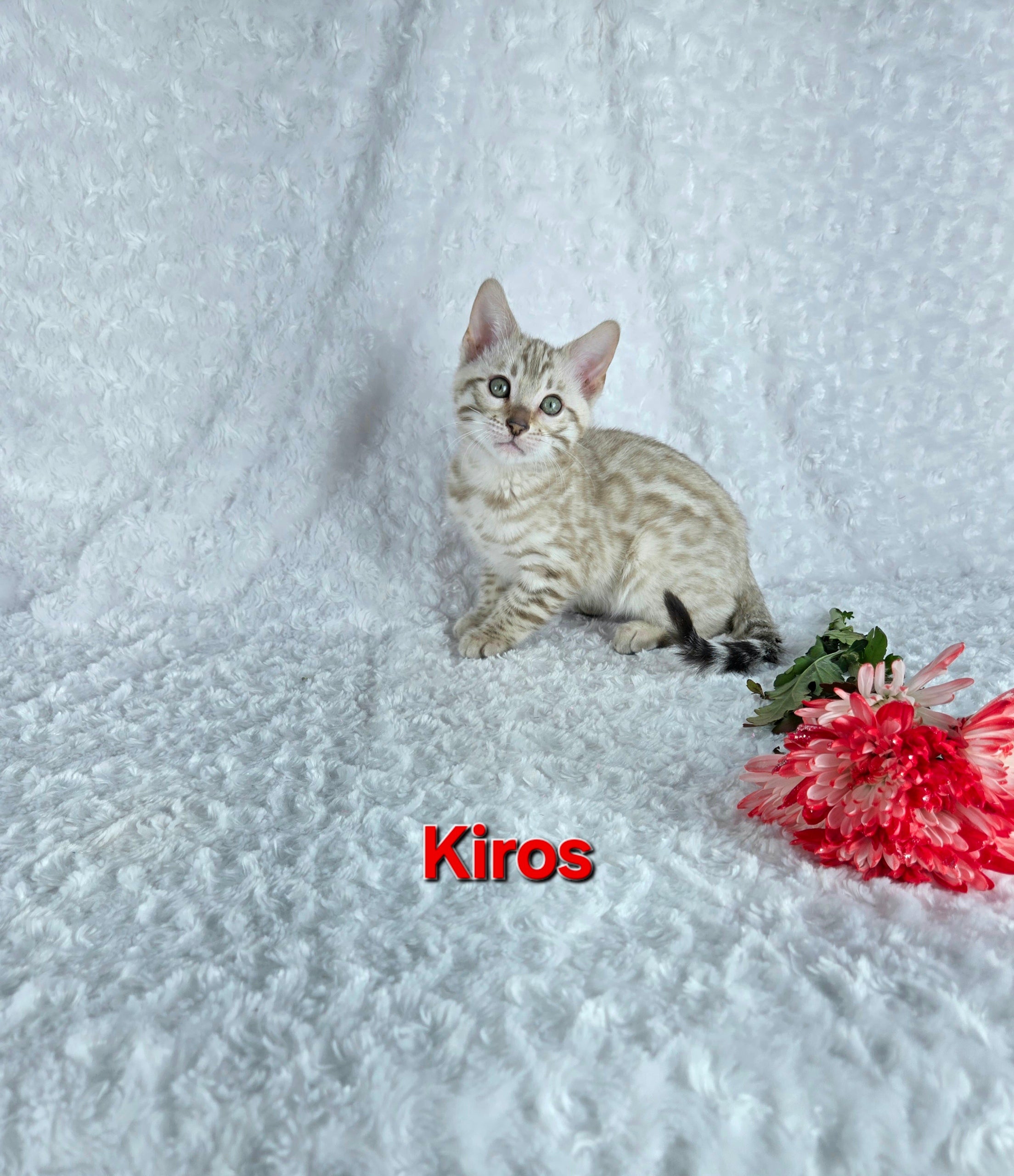 Kiros (MALE) Bengal Kitten