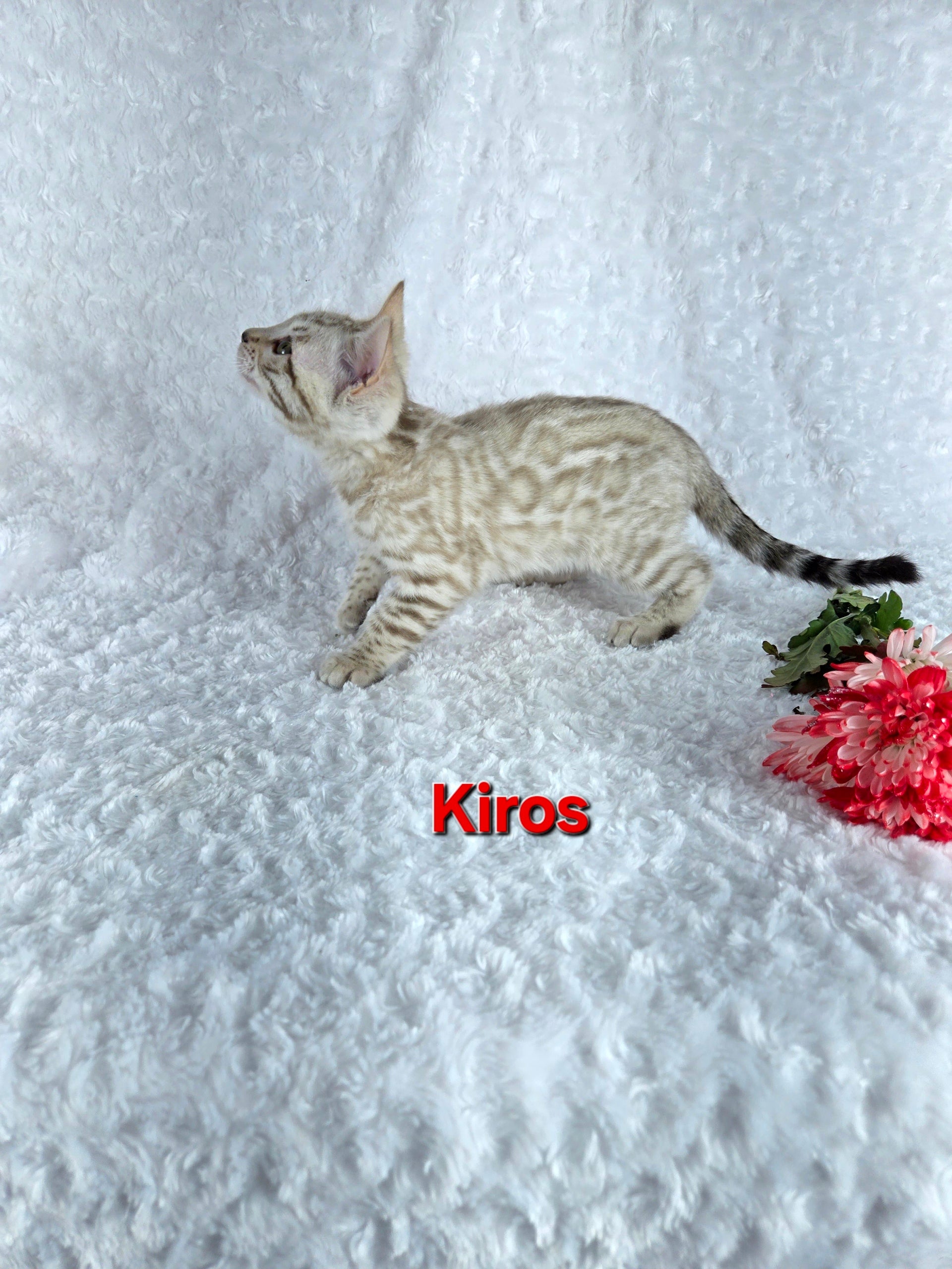 Kiros (MALE) Bengal Kitten