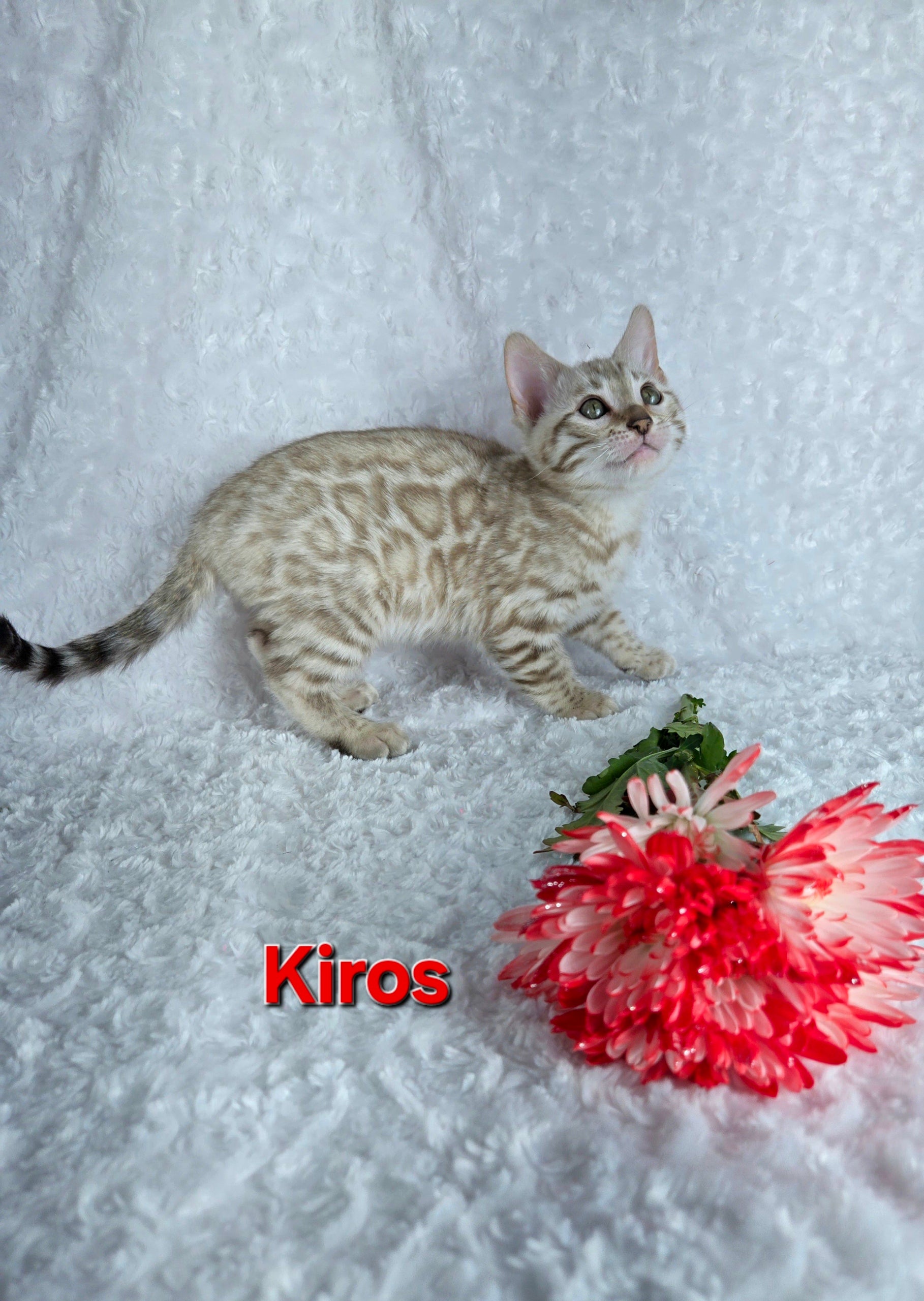 Kiros (MALE) Bengal Kitten