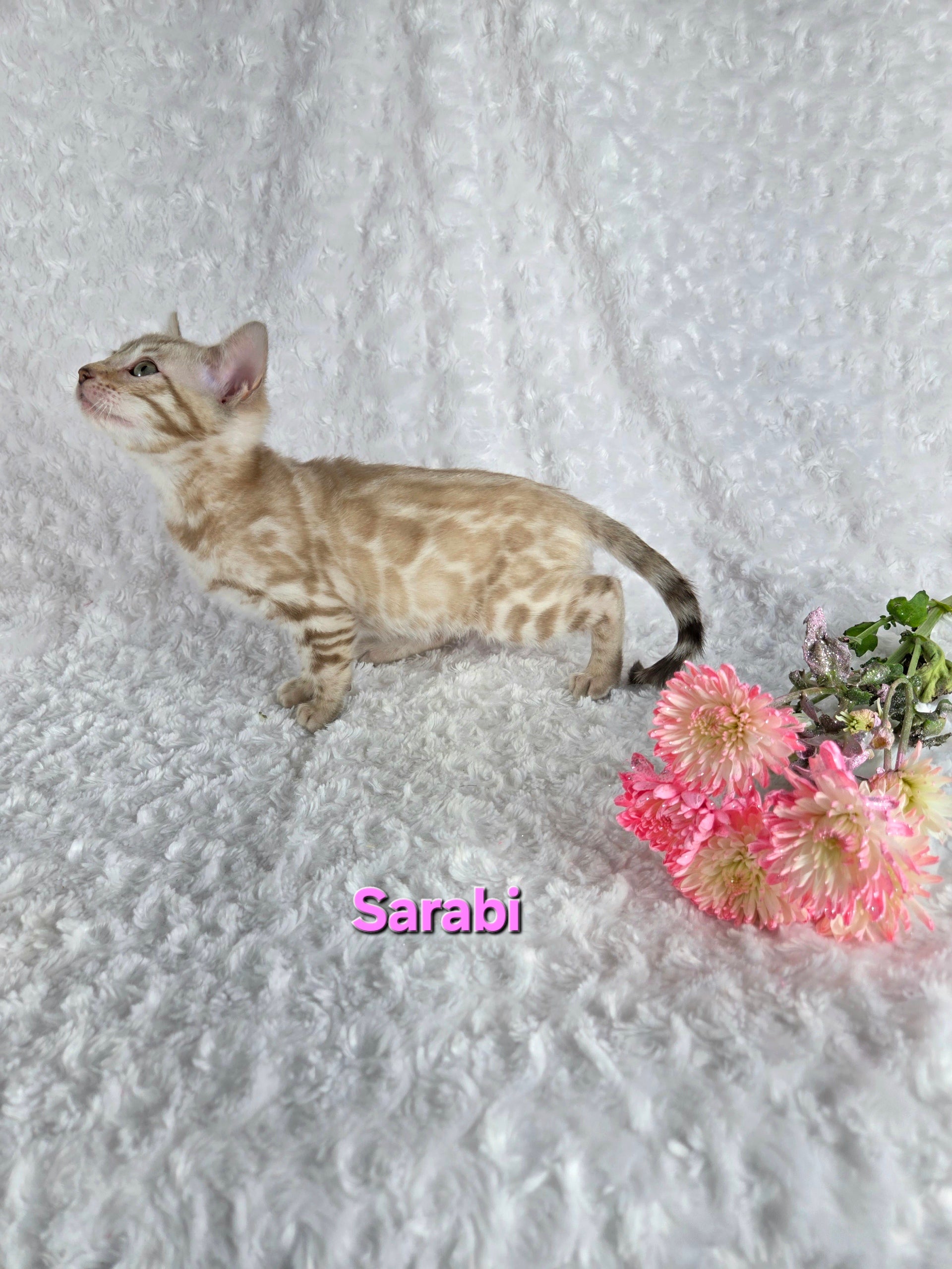 Sarabi (FEMALE) Bengal Kitten