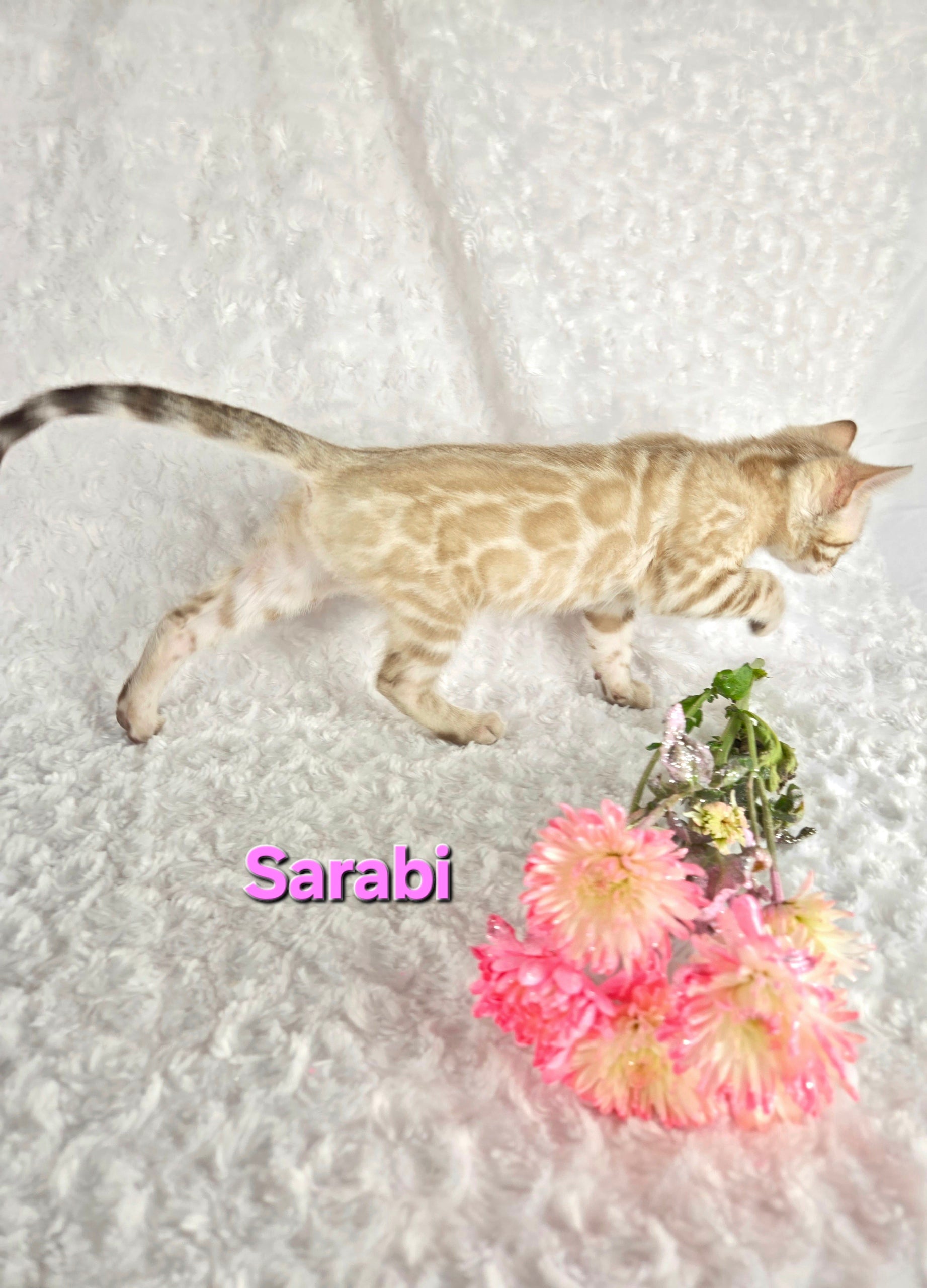 Sarabi (FEMALE) Bengal Kitten