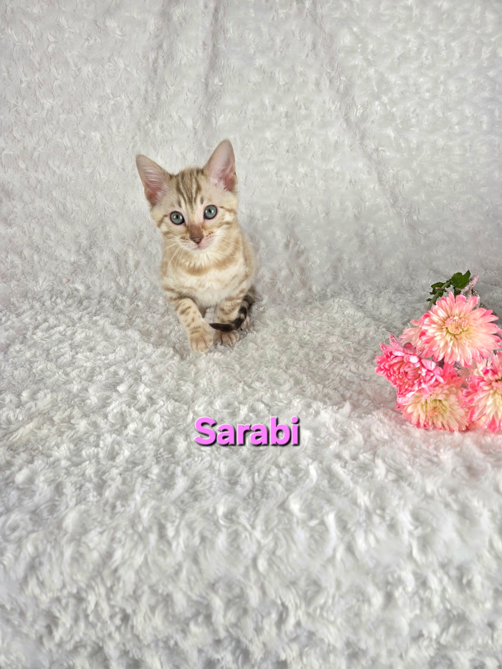 Sarabi (FEMALE) Bengal Kitten