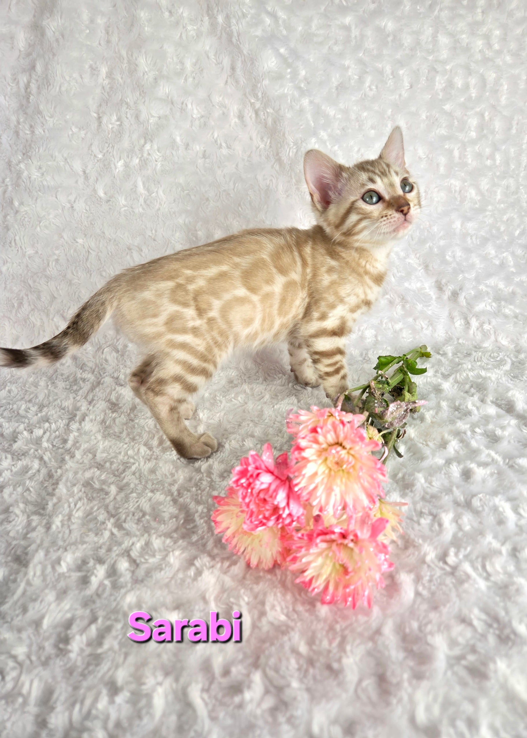 Sarabi (FEMALE) Bengal Kitten