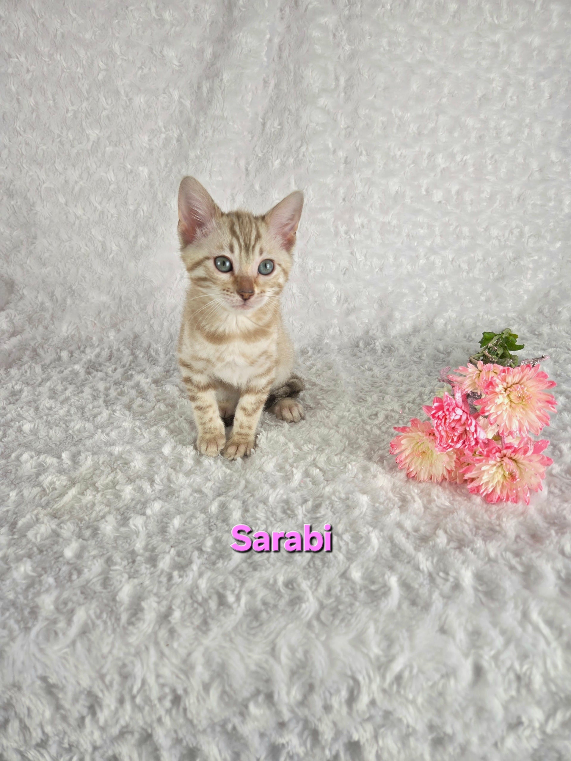 Sarabi (FEMALE) Bengal Kitten