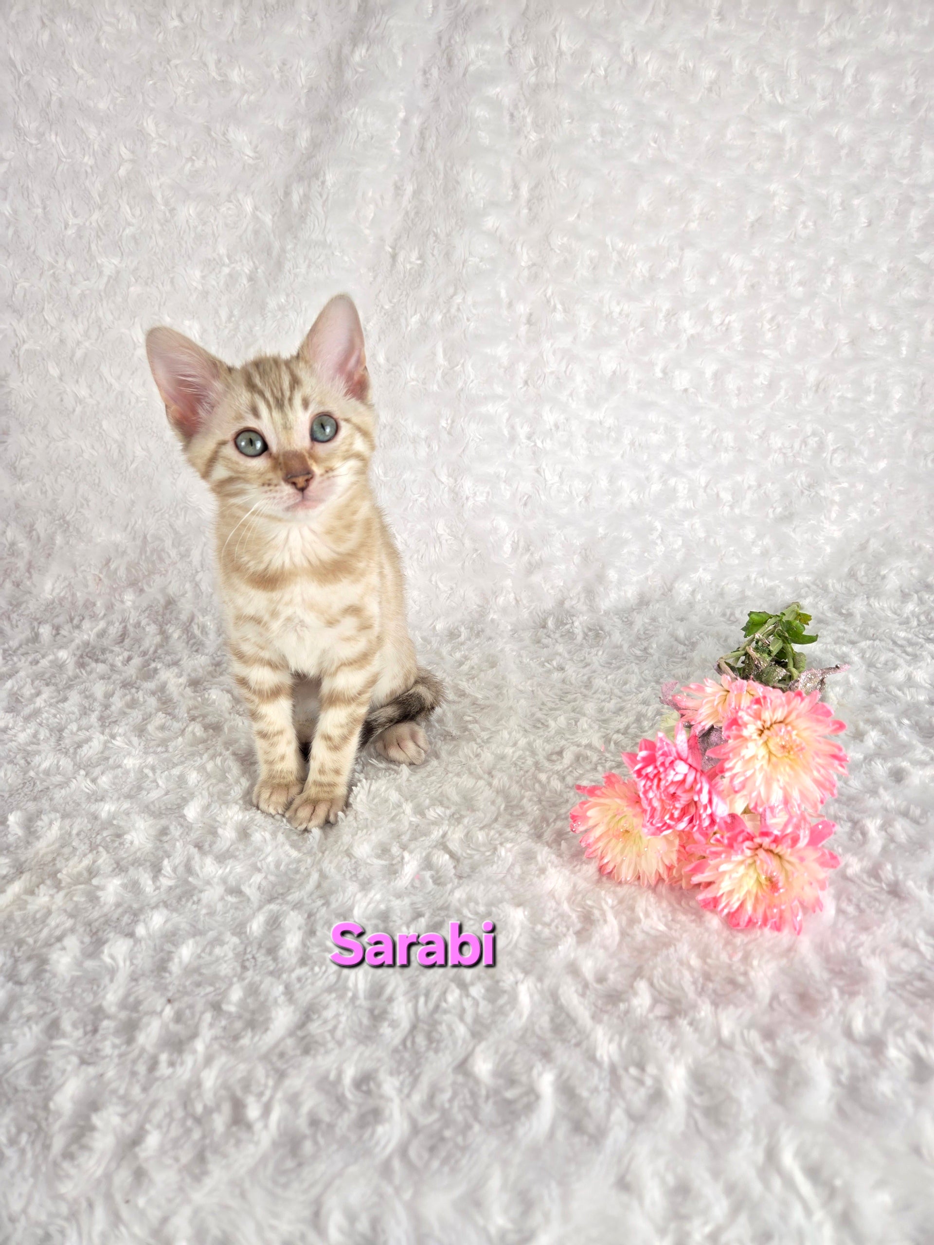 Sarabi (FEMALE) Bengal Kitten