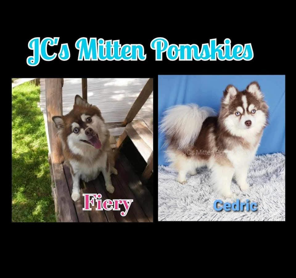 Jellybean (FEMALE)