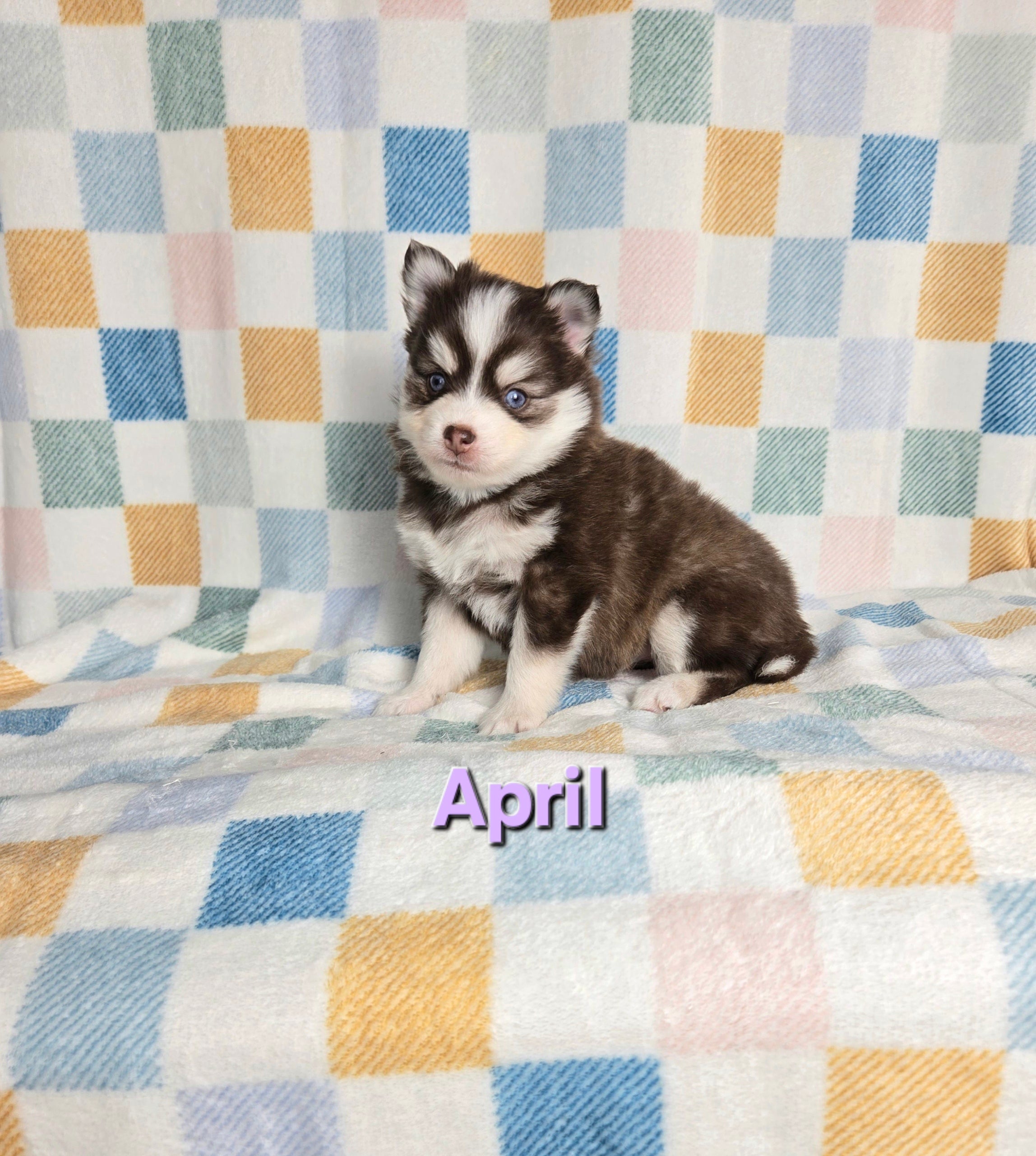 April (FEMALE)