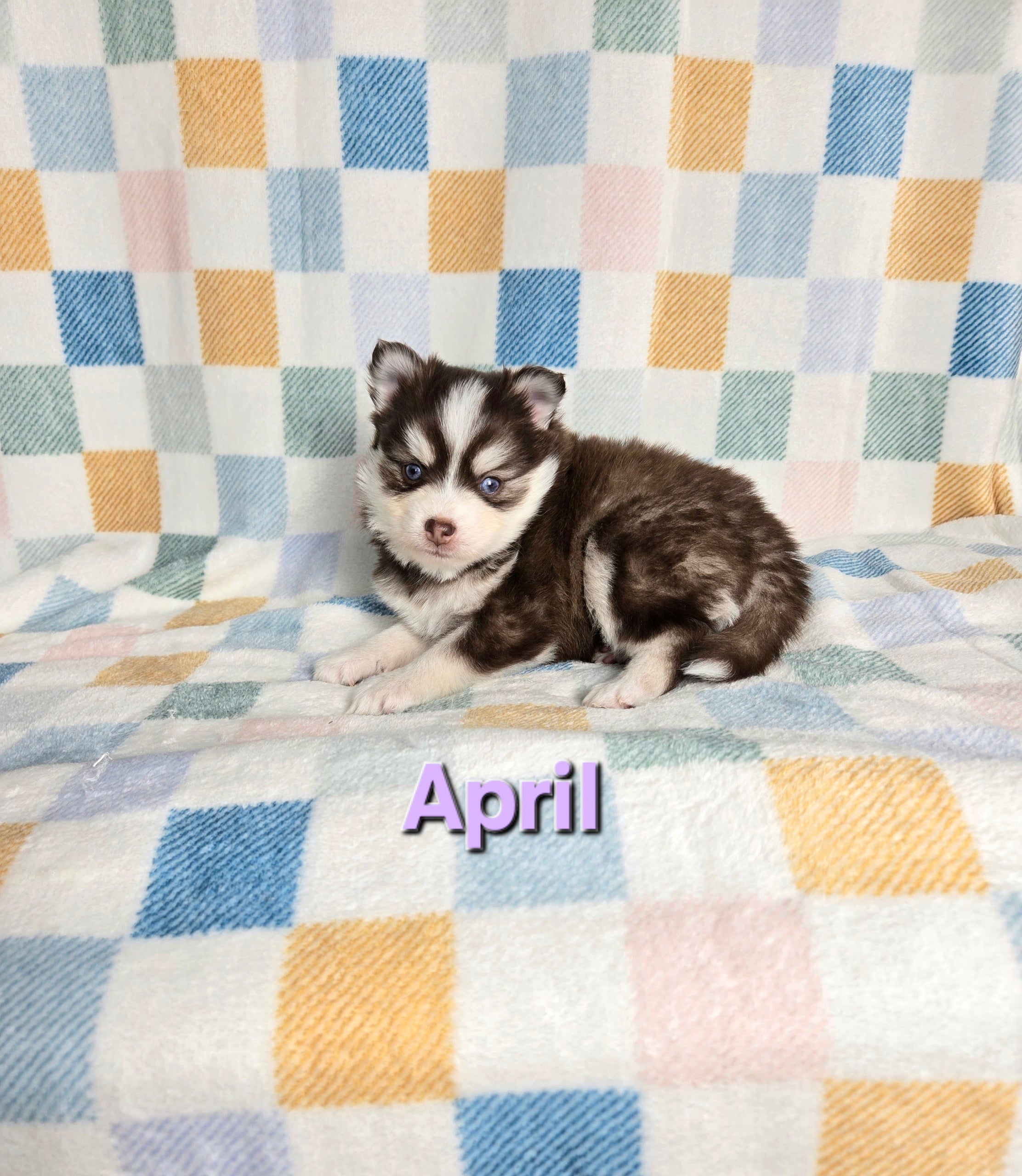April (FEMALE)