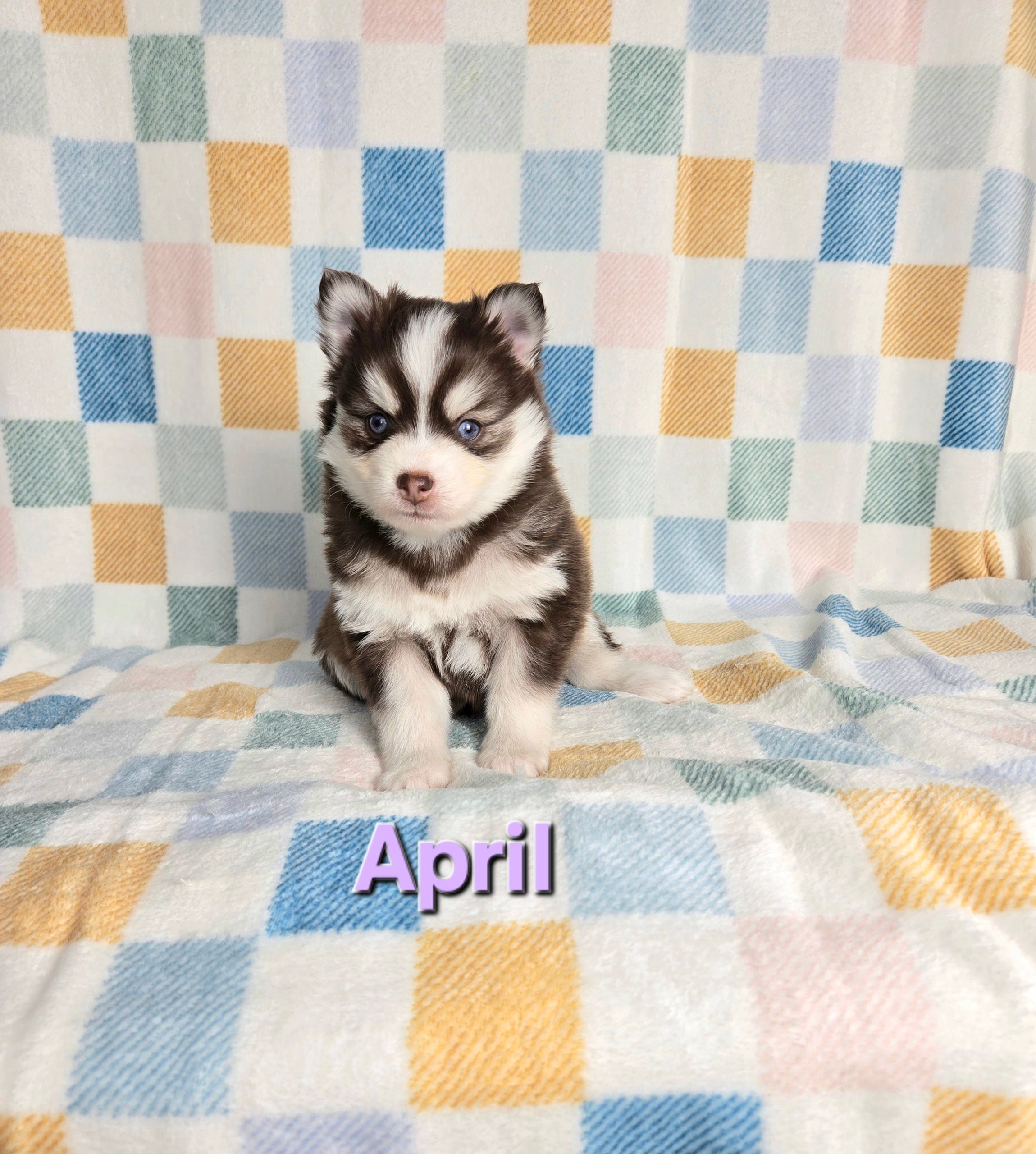 April (FEMALE)