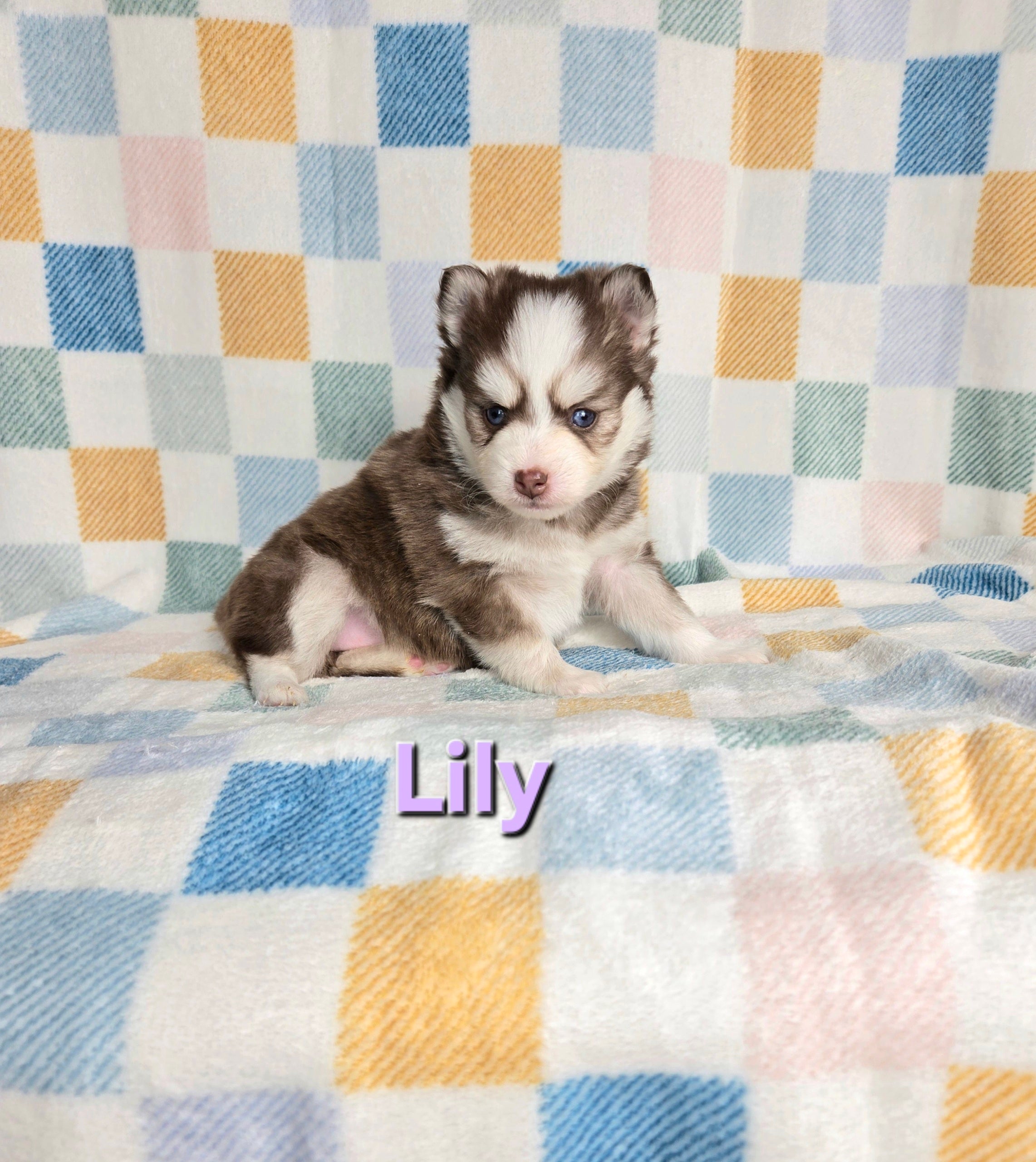 Llly (FEMALE)