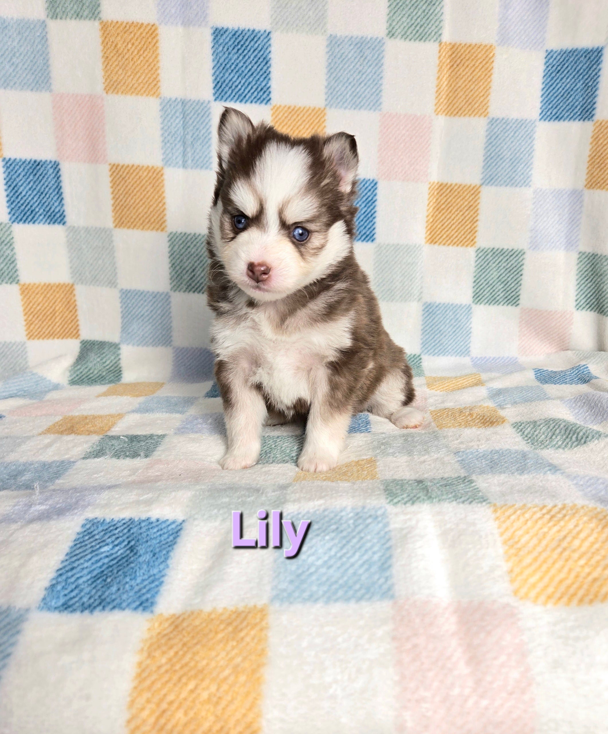 Llly (FEMALE)