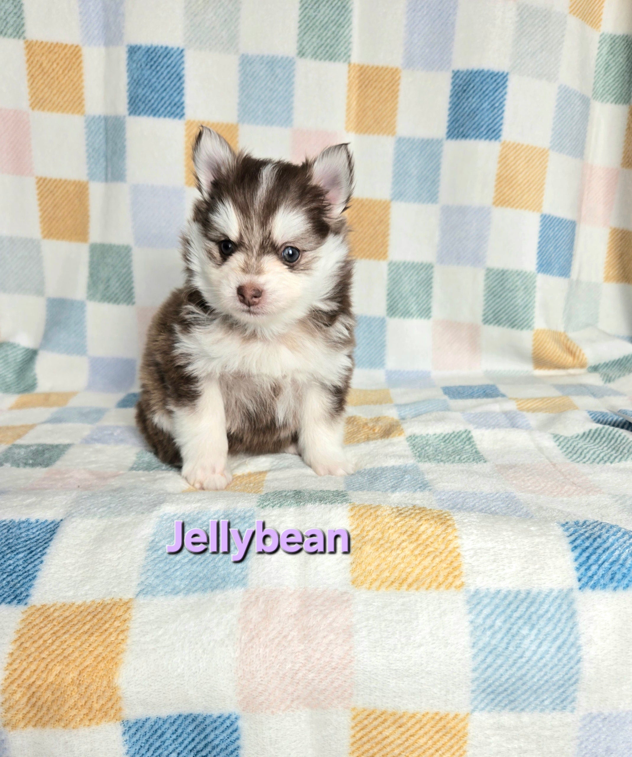 Jellybean (FEMALE)
