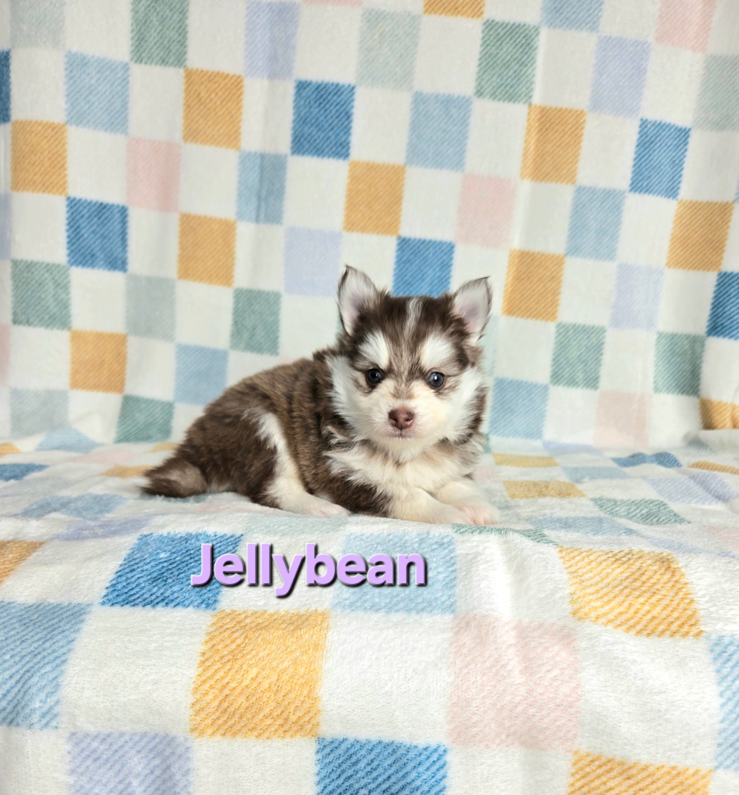 Jellybean (FEMALE)