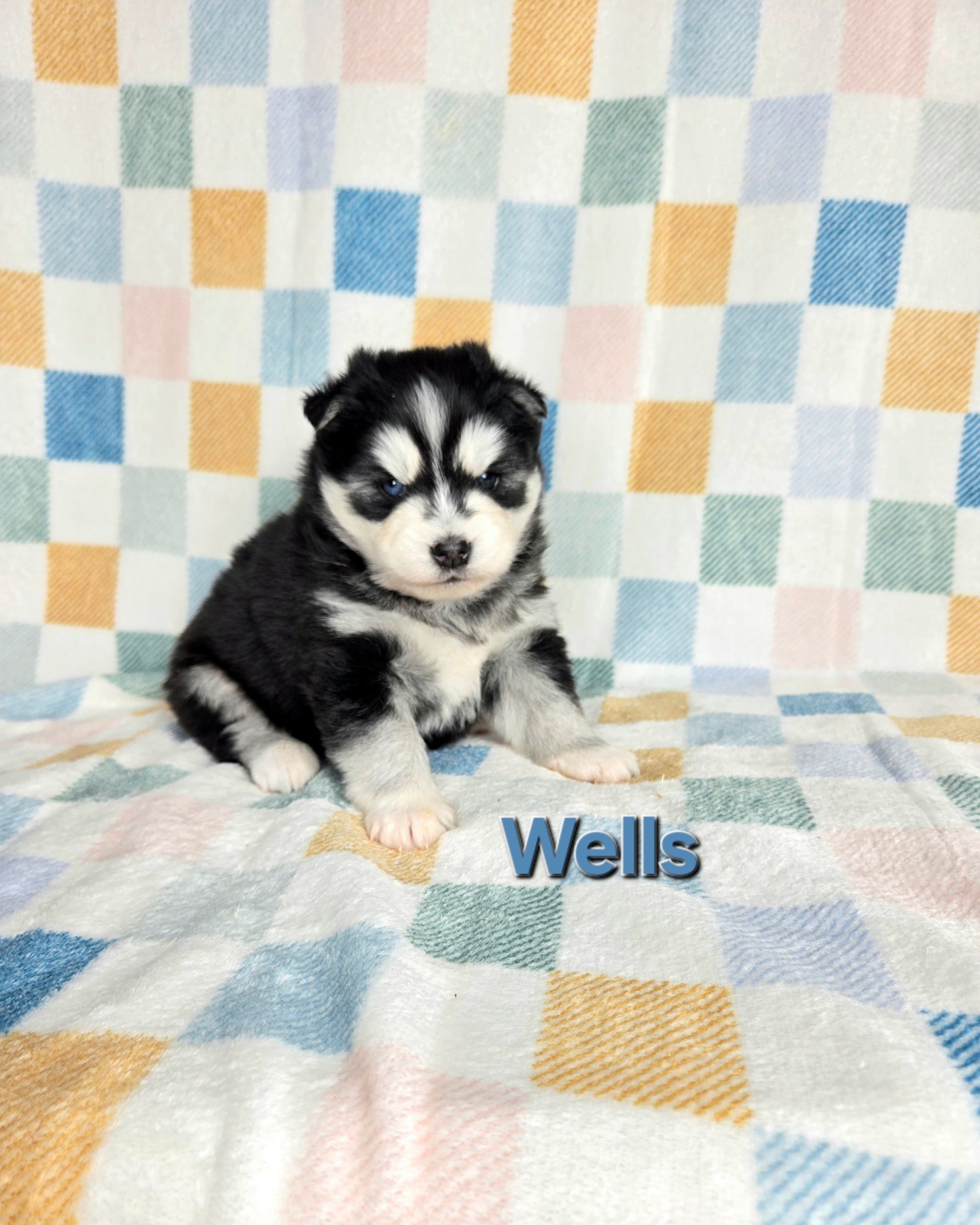 Wells (MALE)