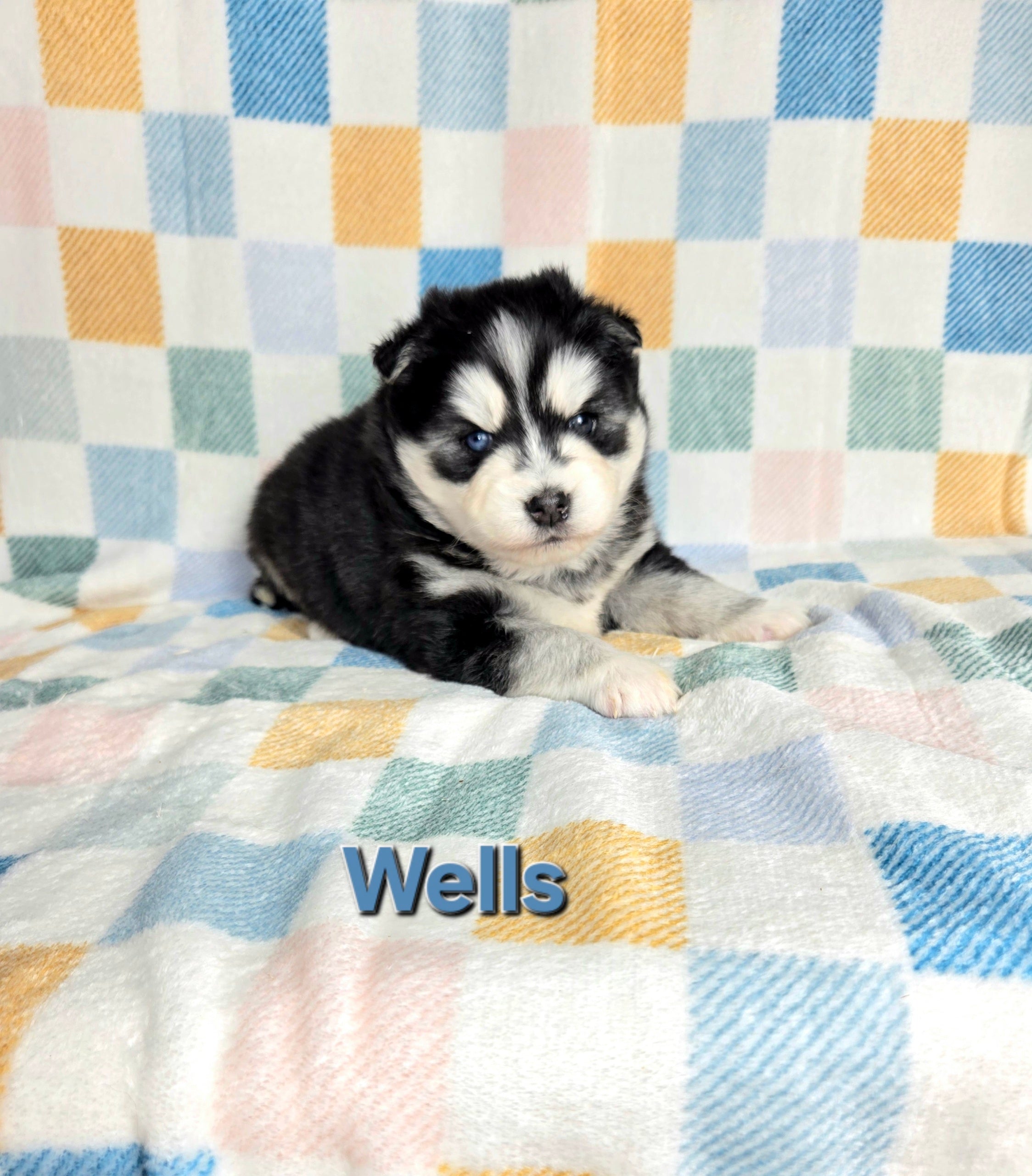 Wells (MALE)