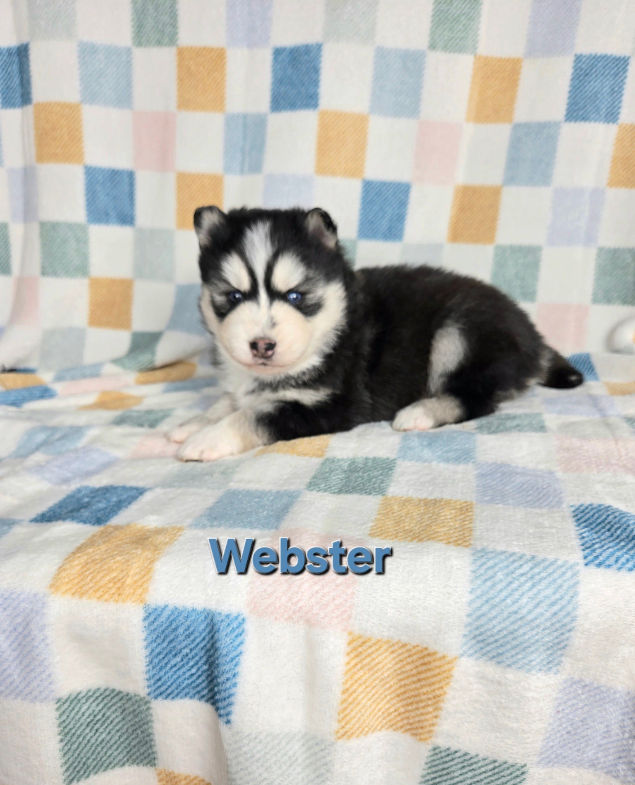 Webster (MALE)