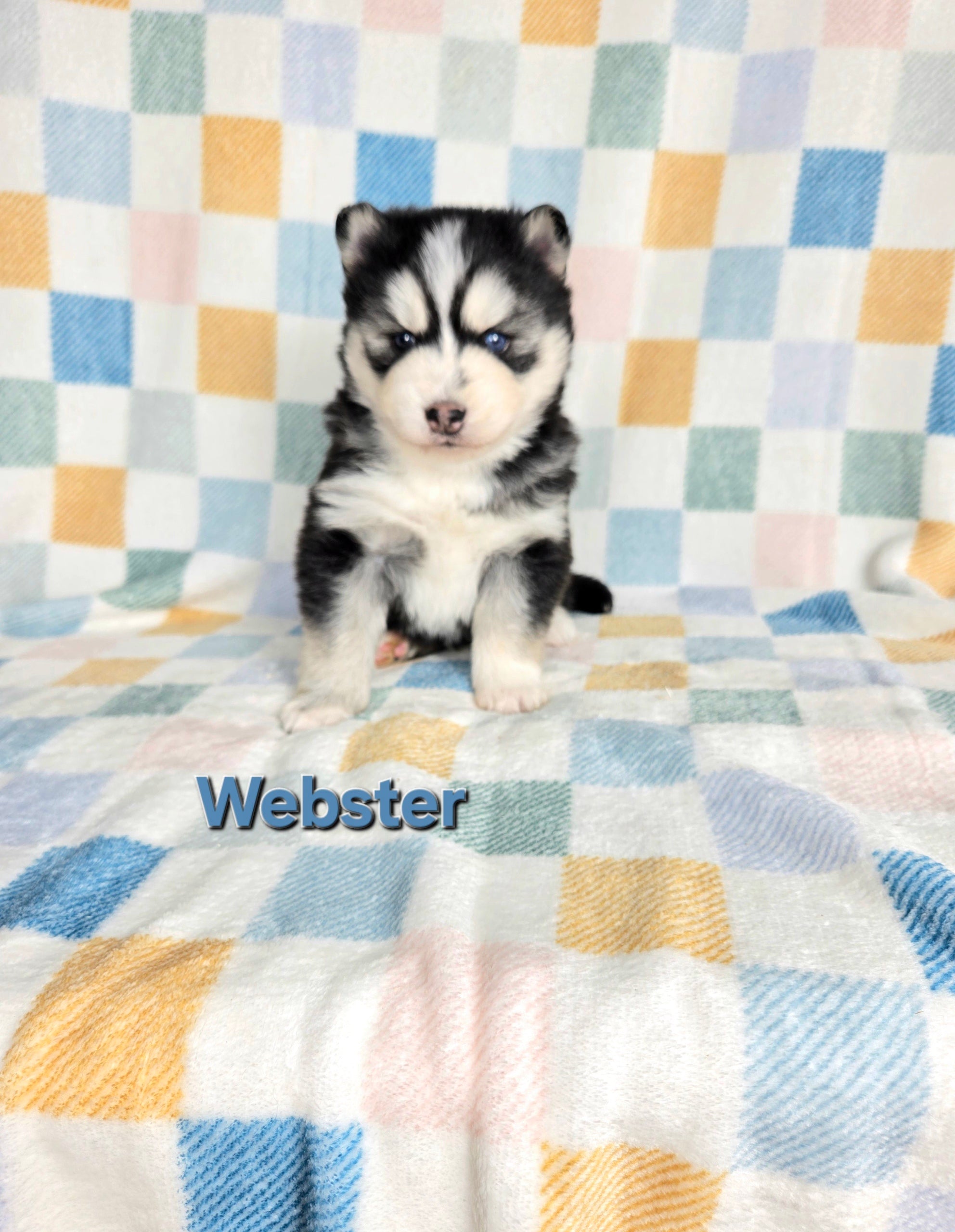 Webster (MALE)