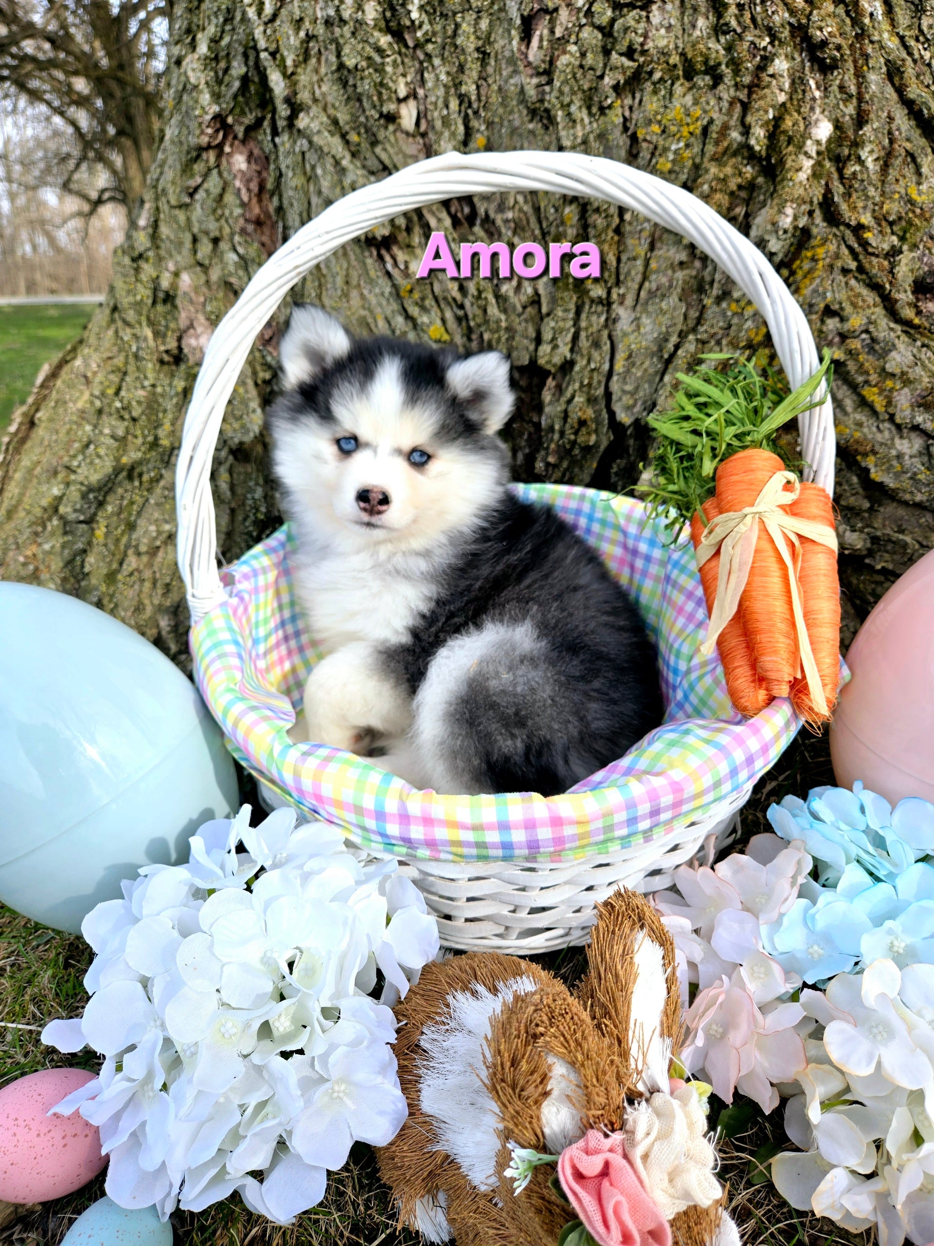 Amora (FEMALE)