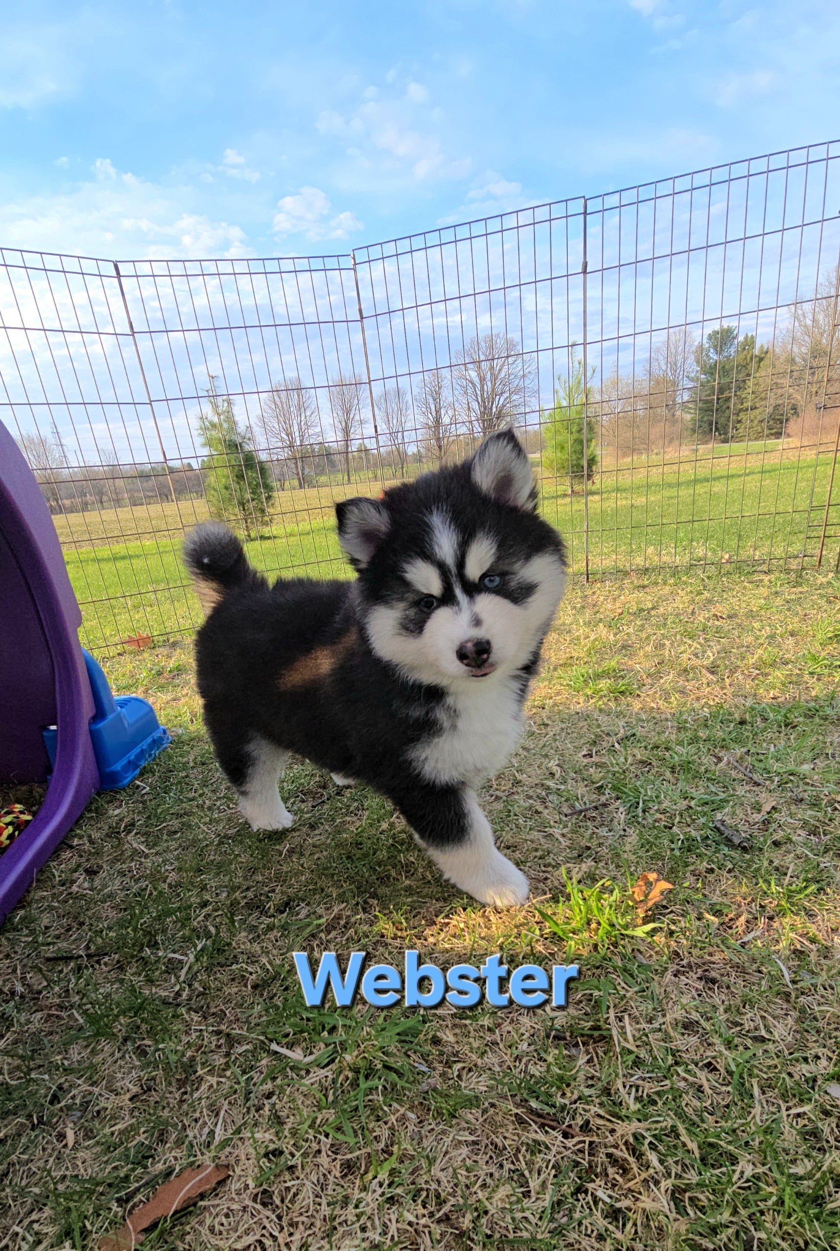 Webster (MALE)