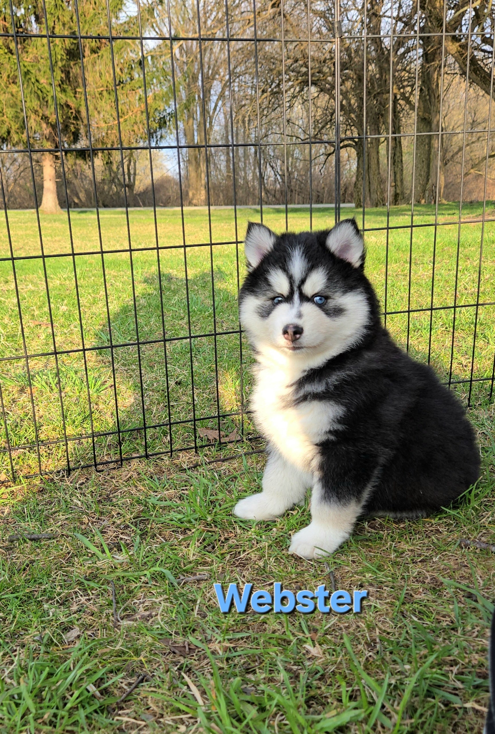 Webster (MALE)