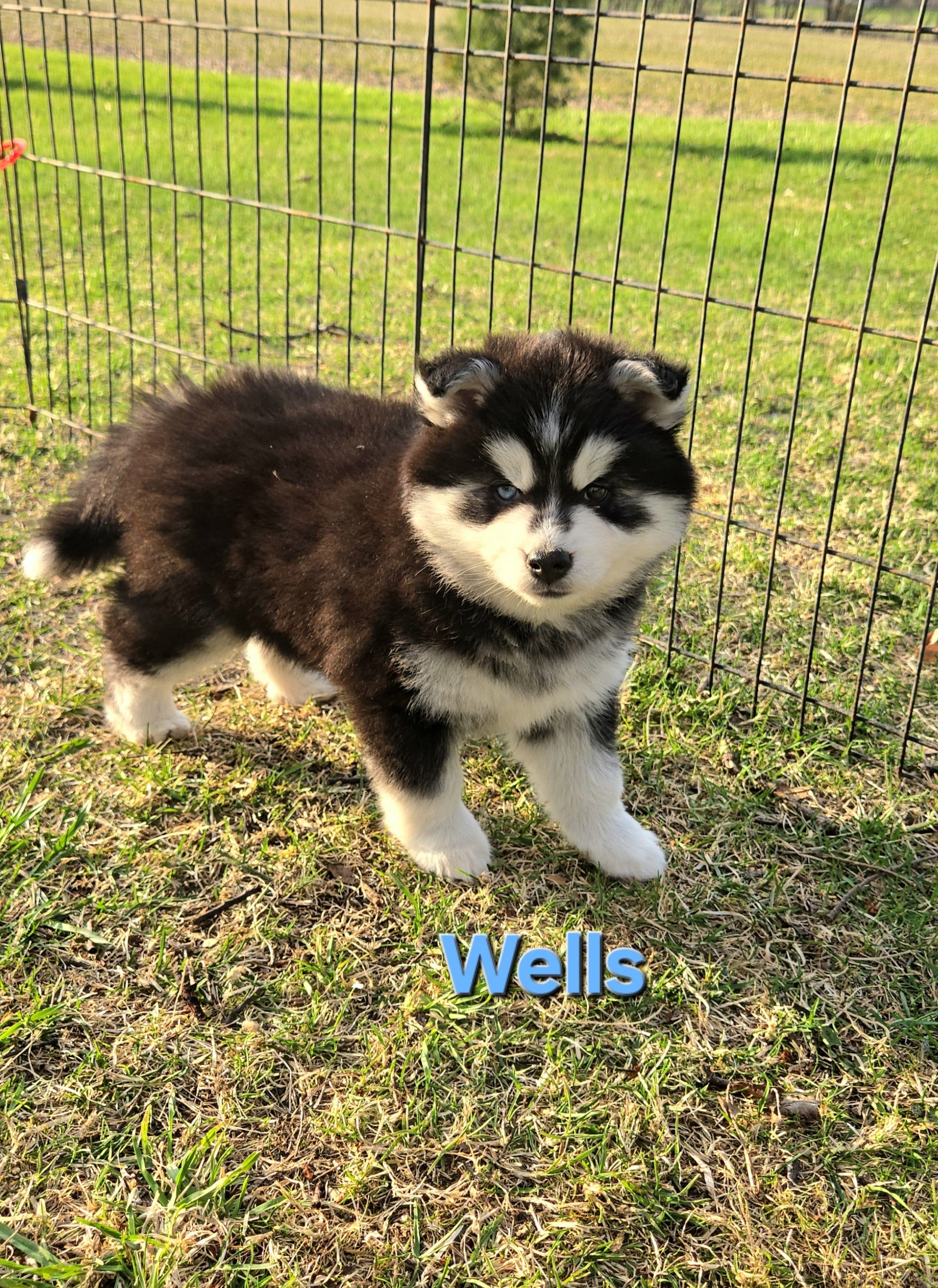Wells (MALE)