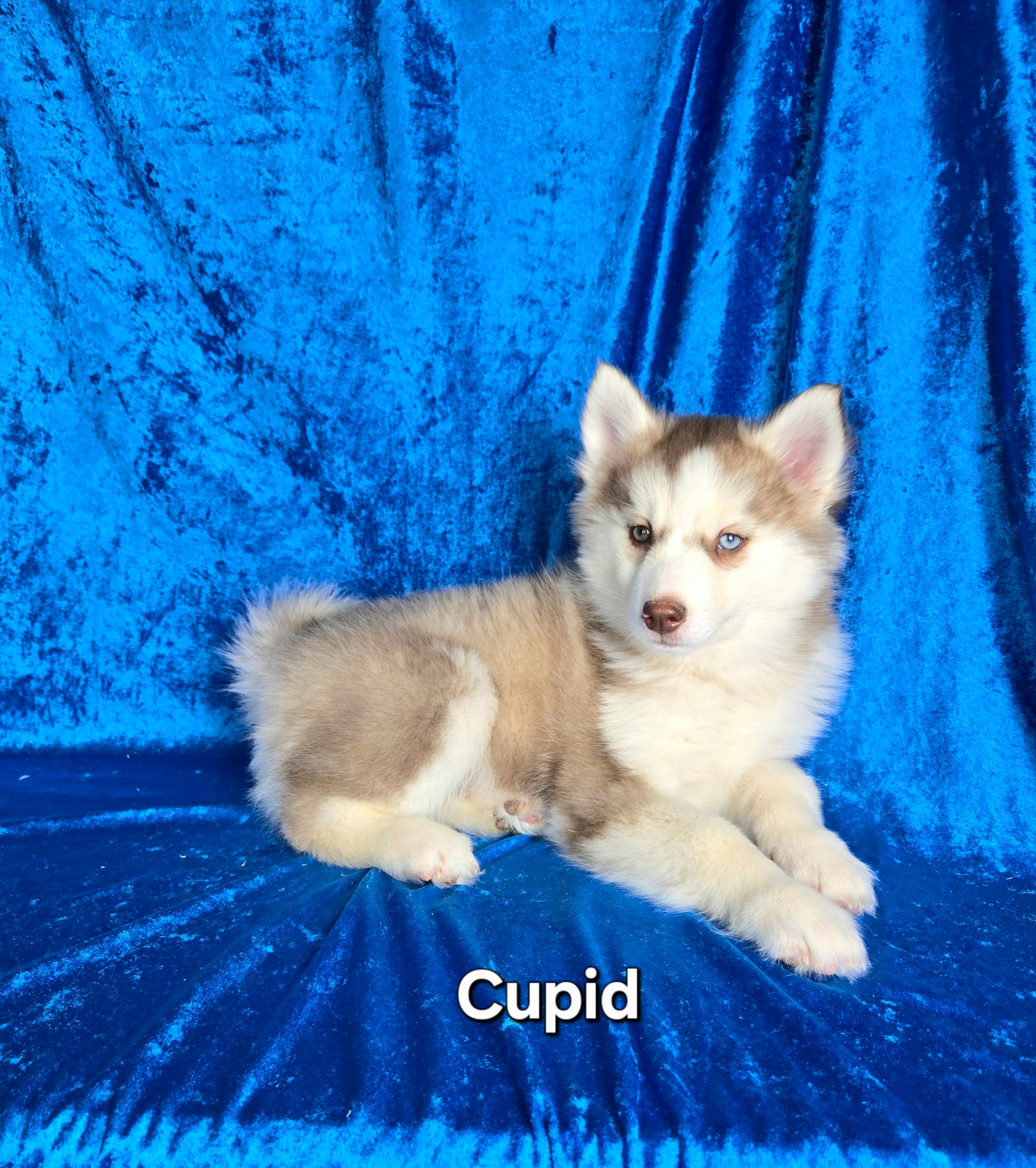 Cupid (MALE)
