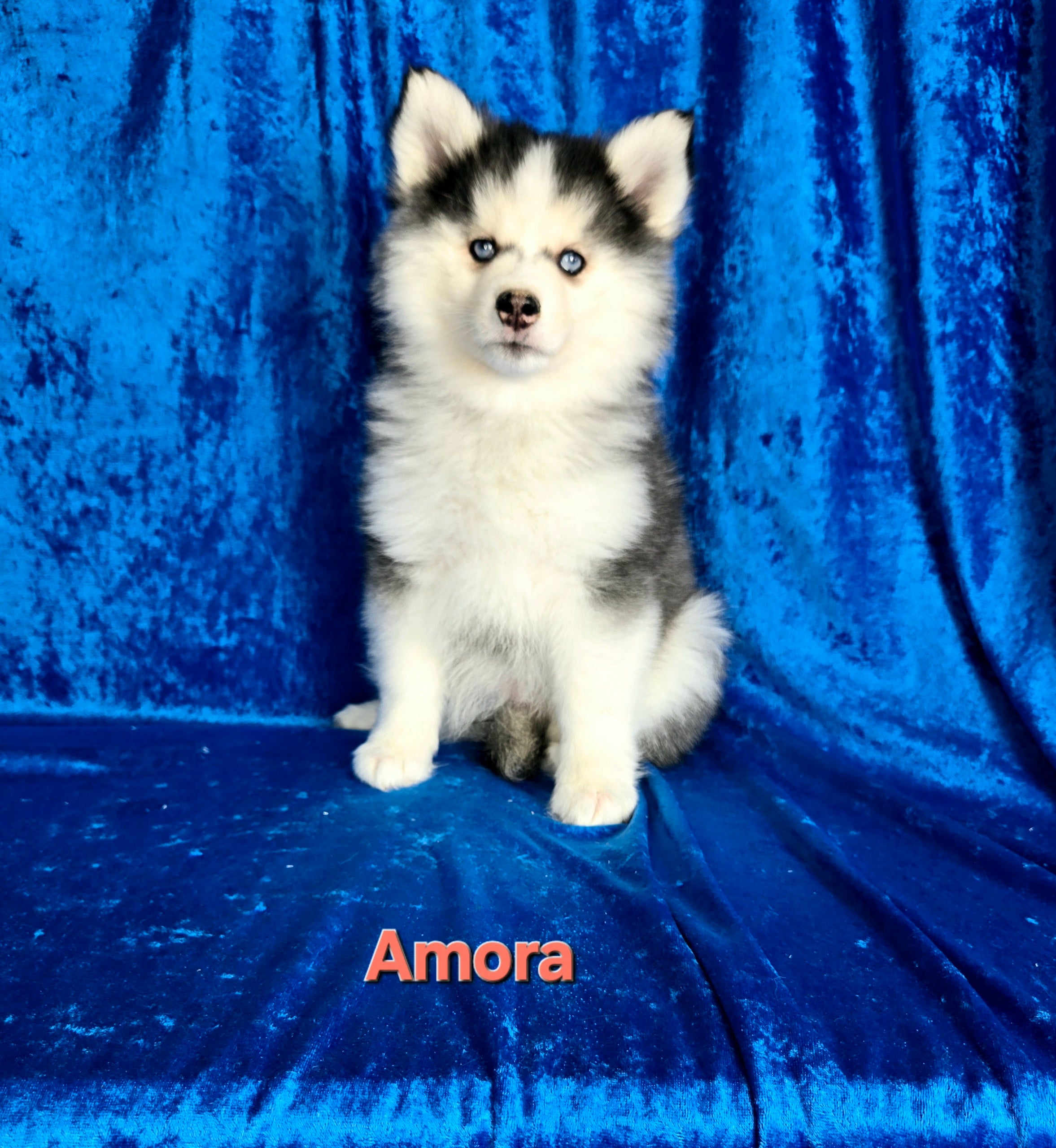 Amora (FEMALE)