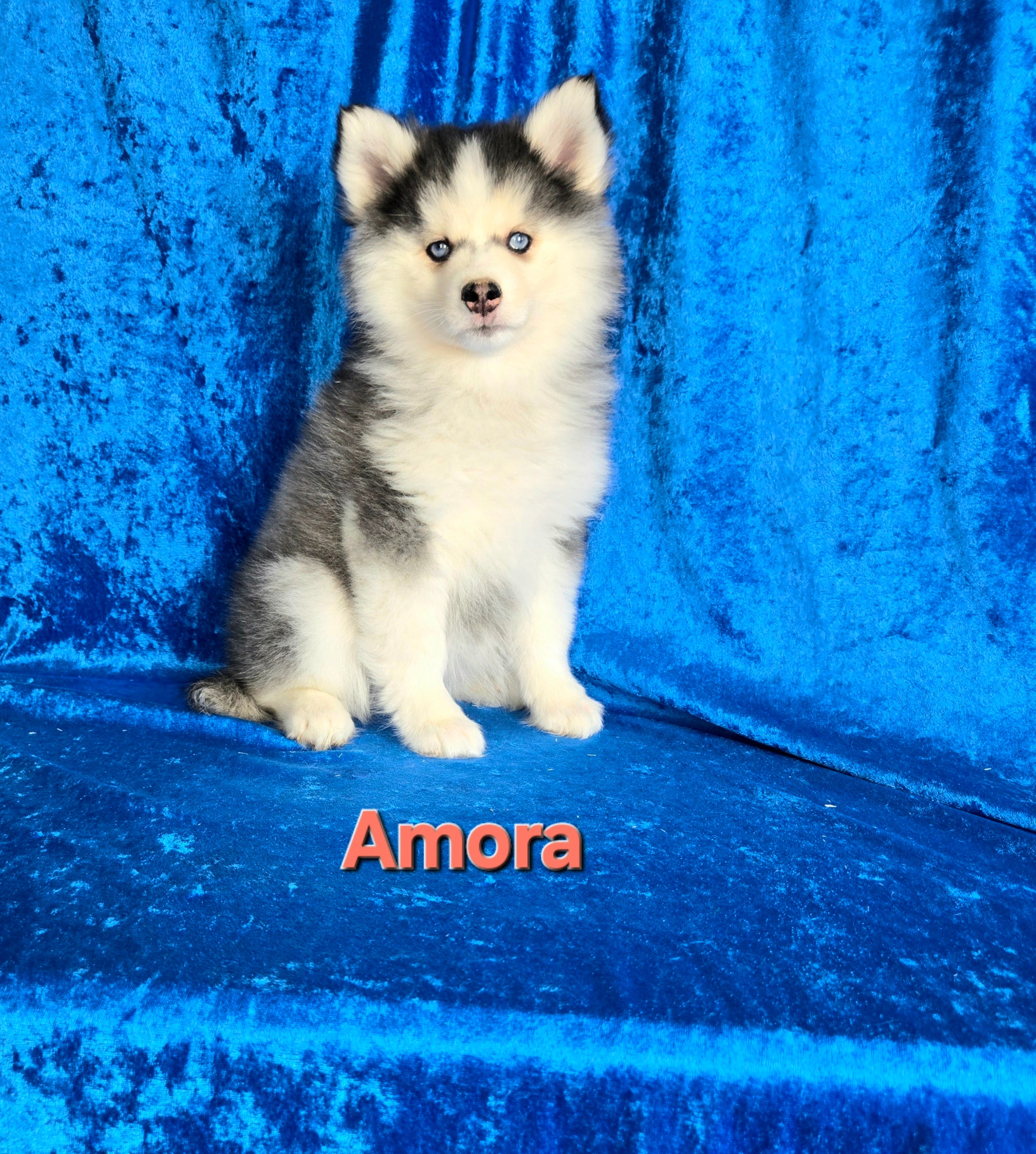 Amora (FEMALE)