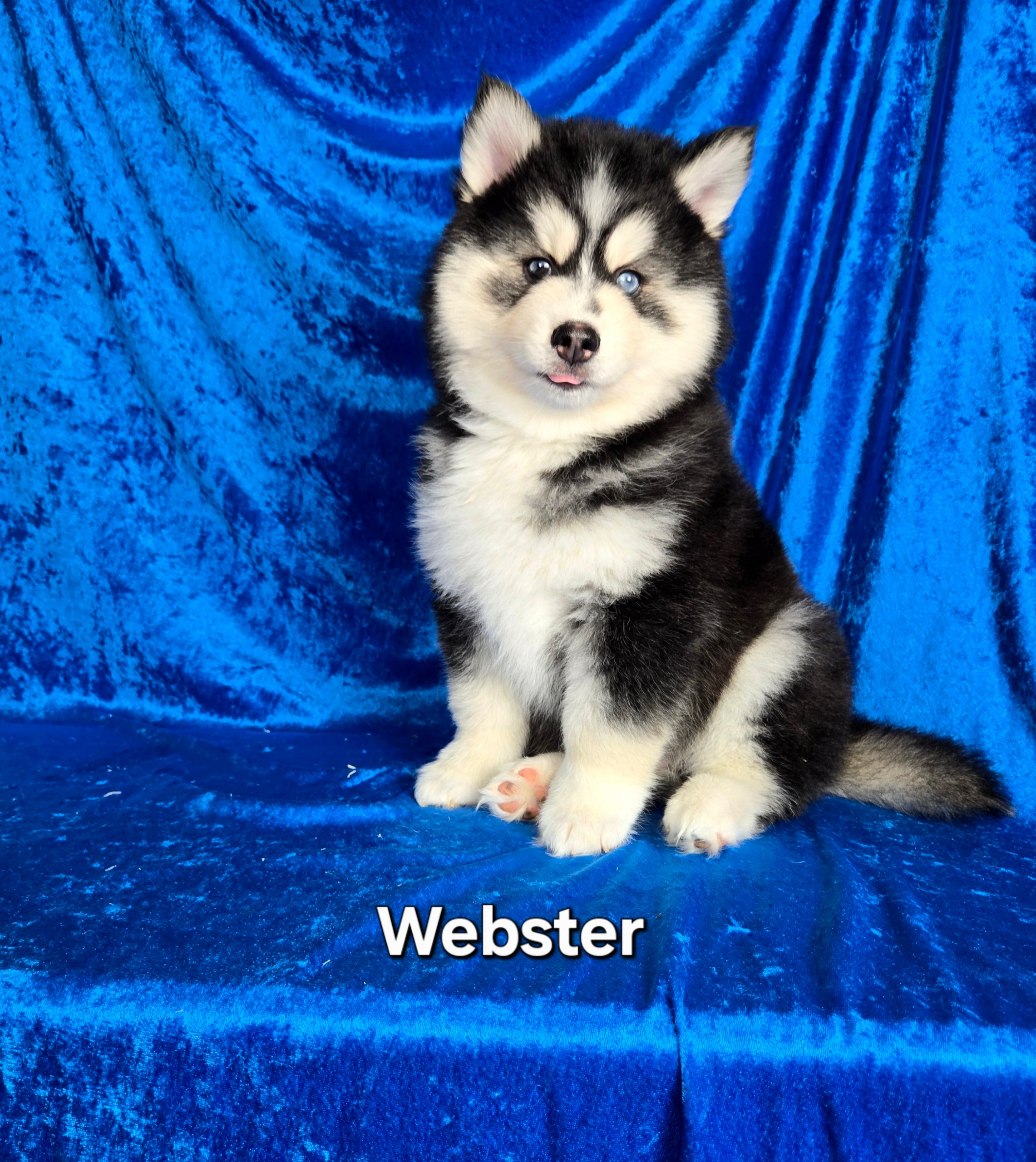 Webster (MALE)