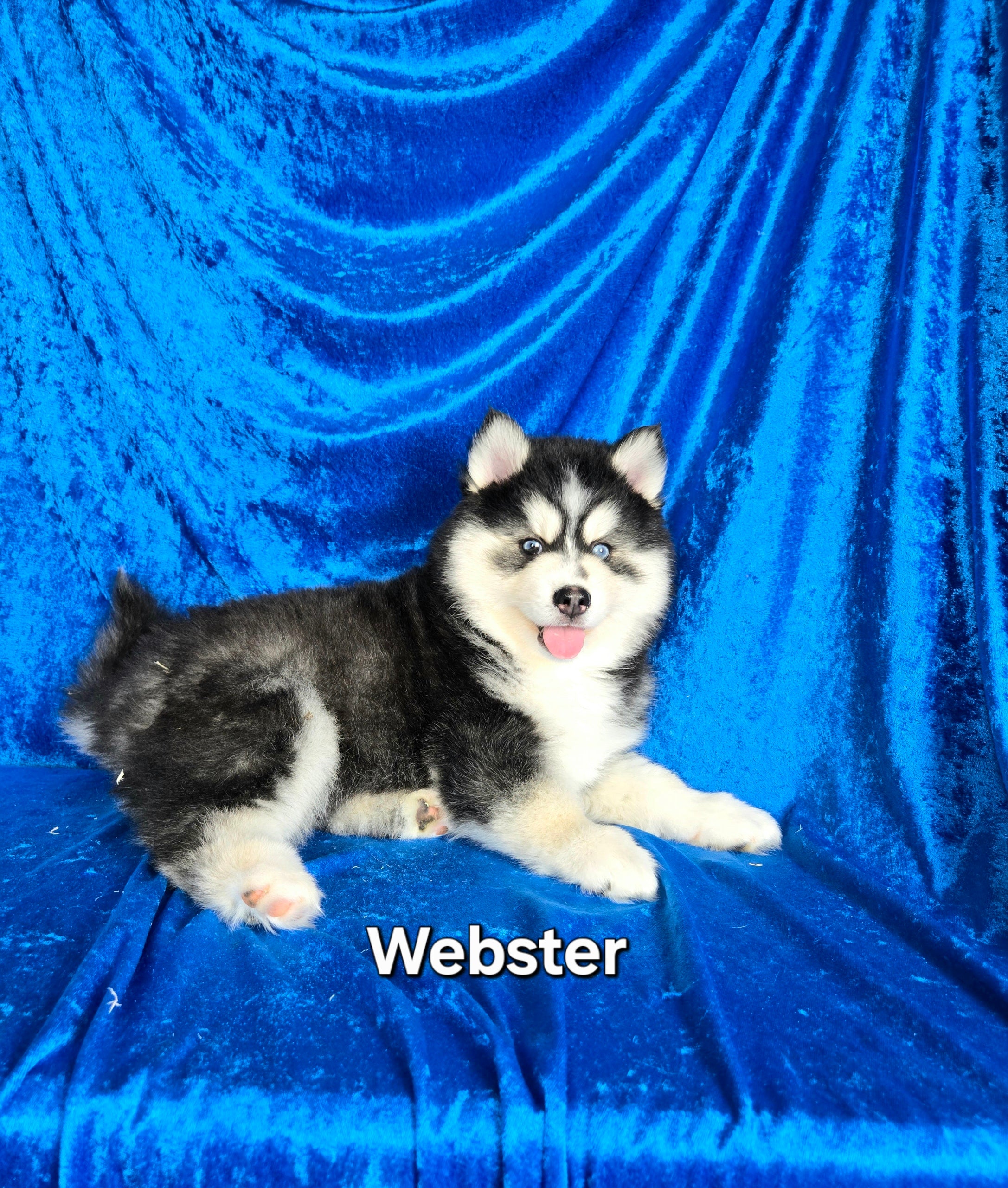 Webster (MALE)