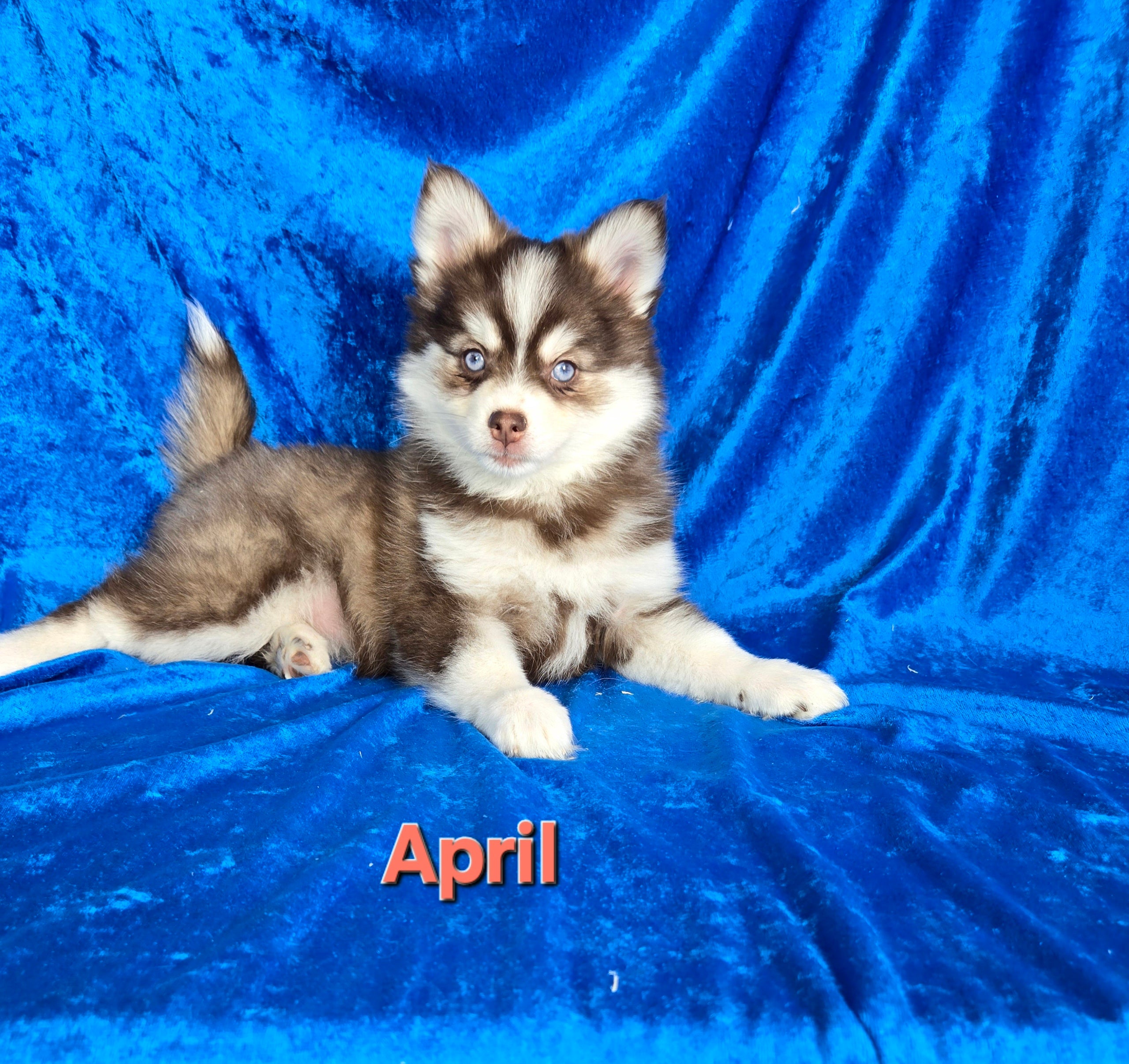April (FEMALE)