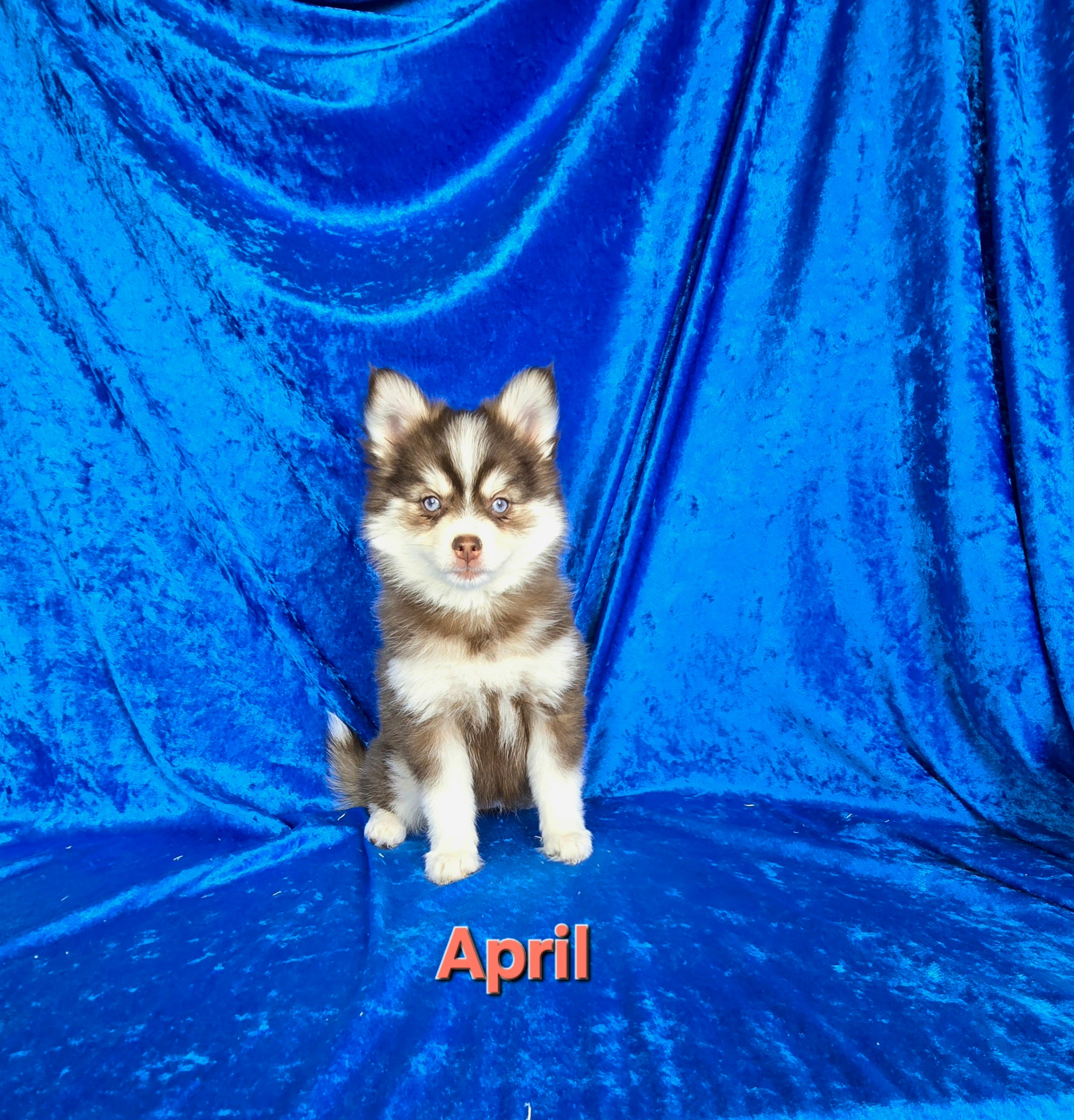 April (FEMALE)