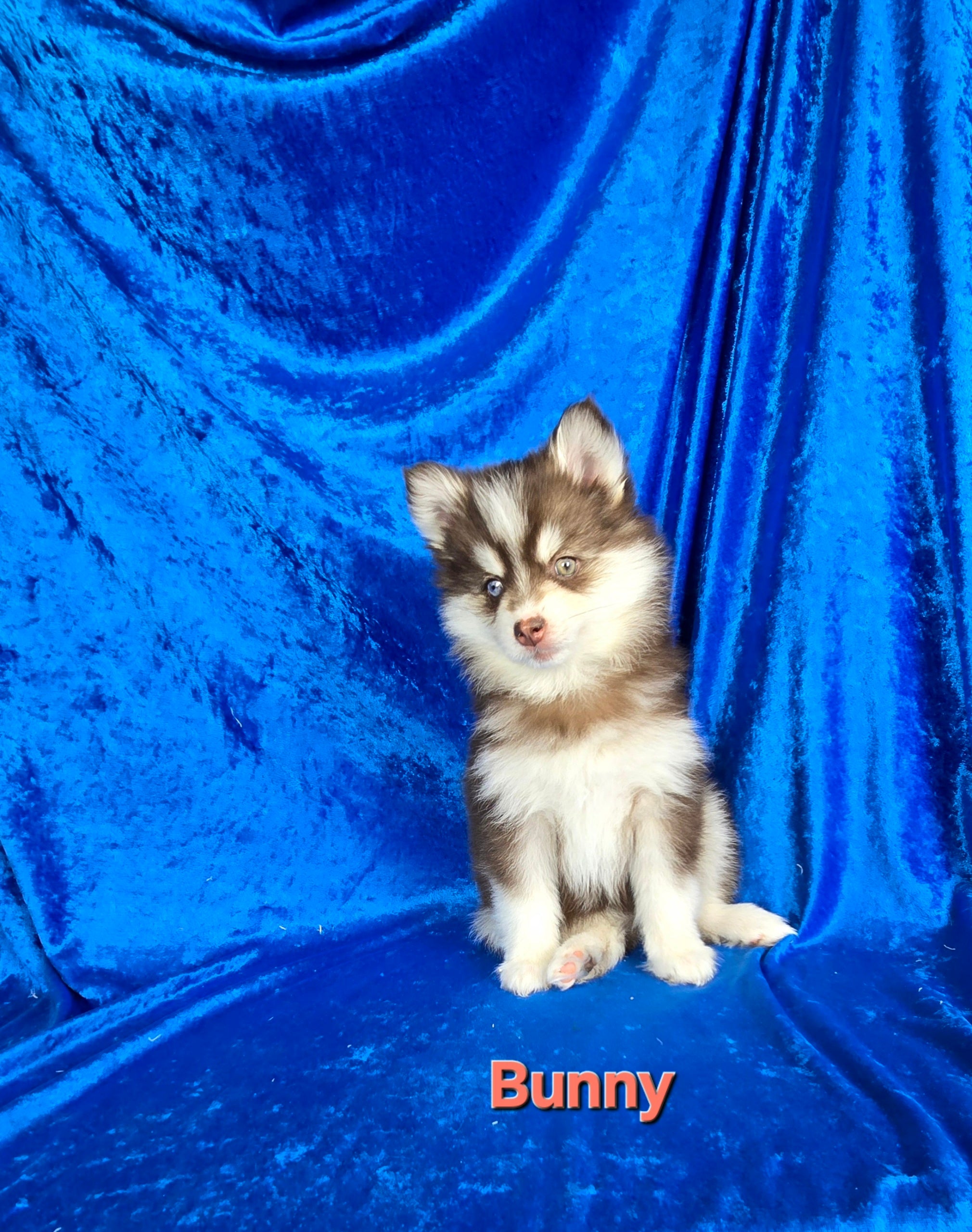 Bunny (FEMALE)