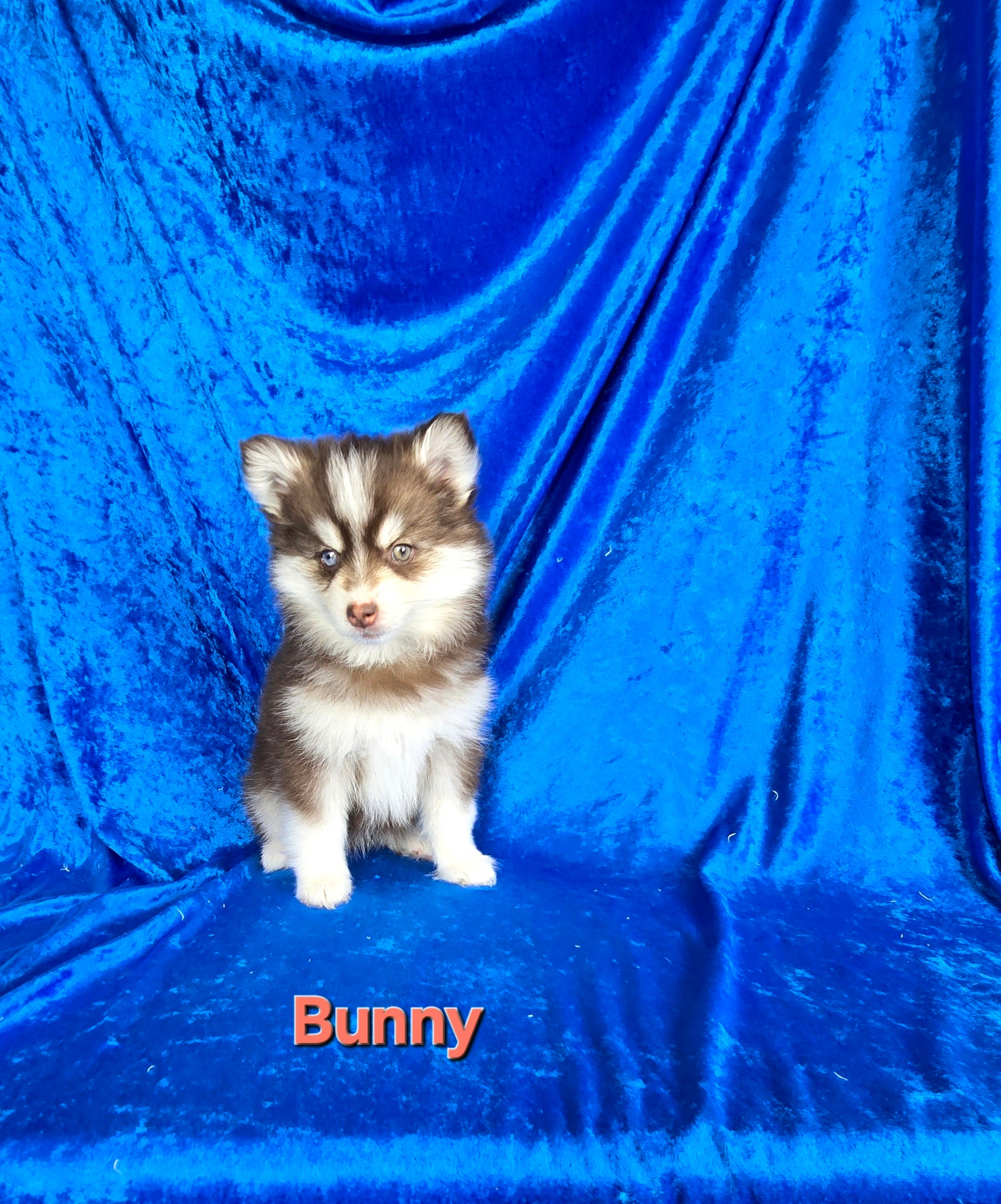Bunny (FEMALE)