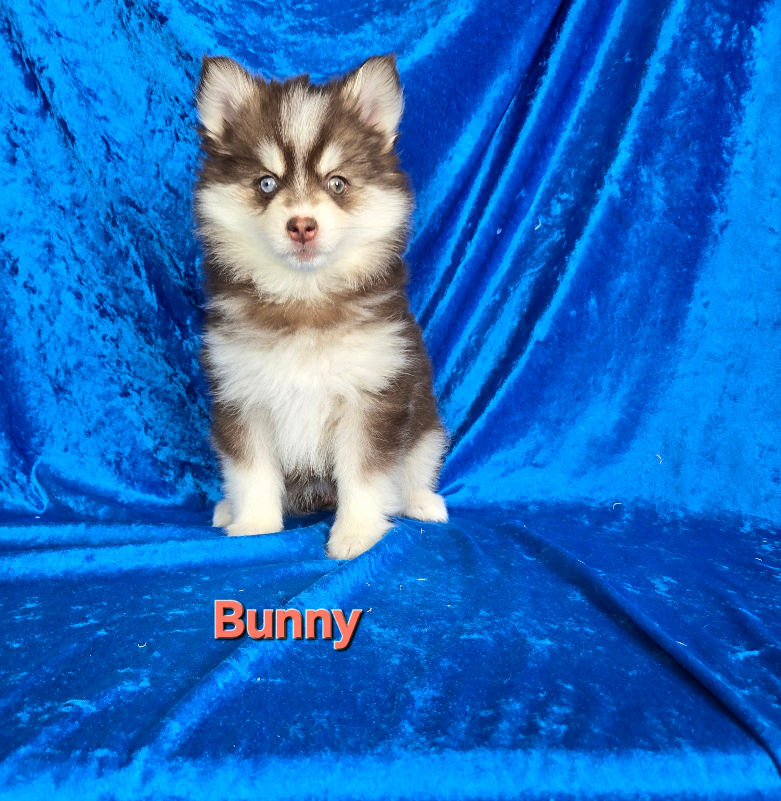 Bunny (FEMALE)