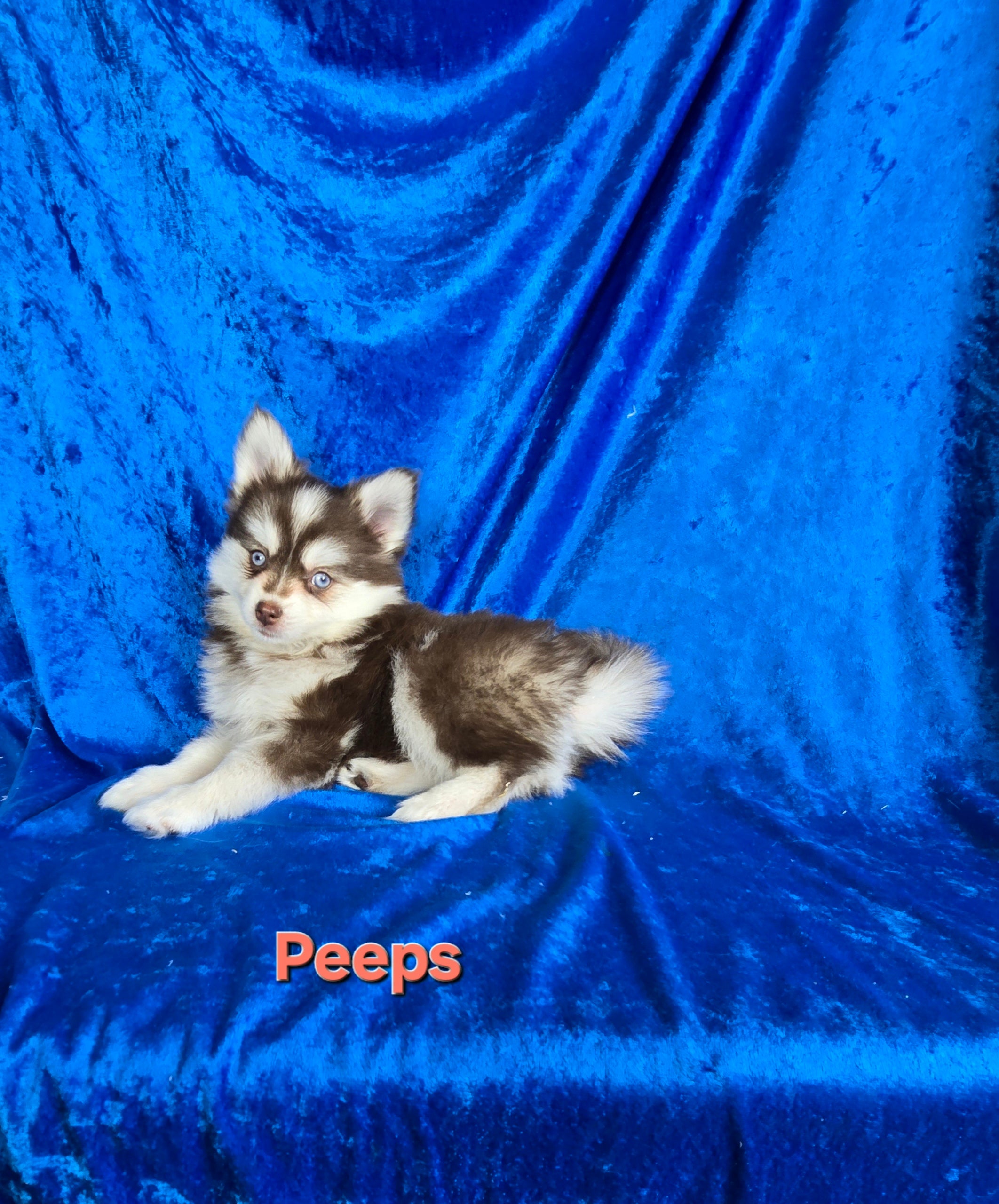 Peeps (FEMALE)