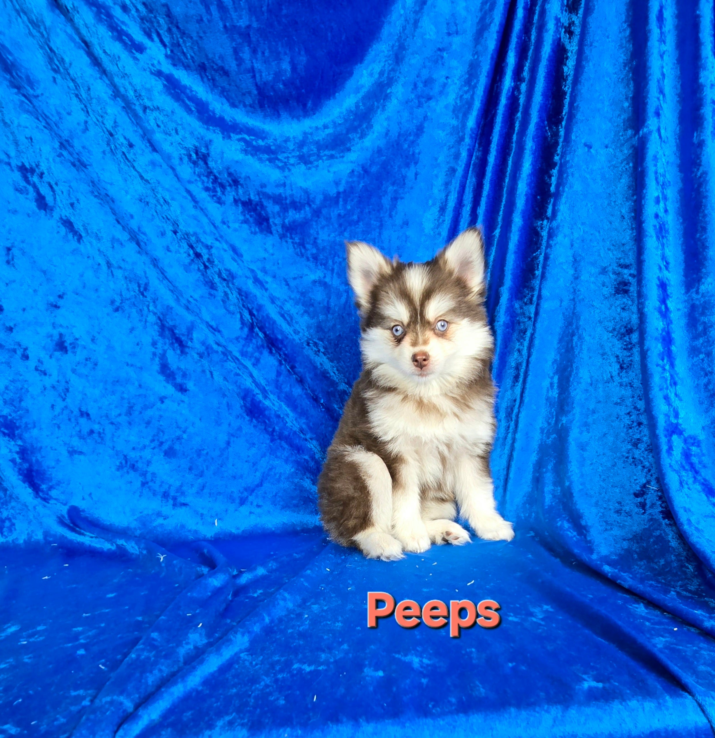 Peeps (FEMALE)