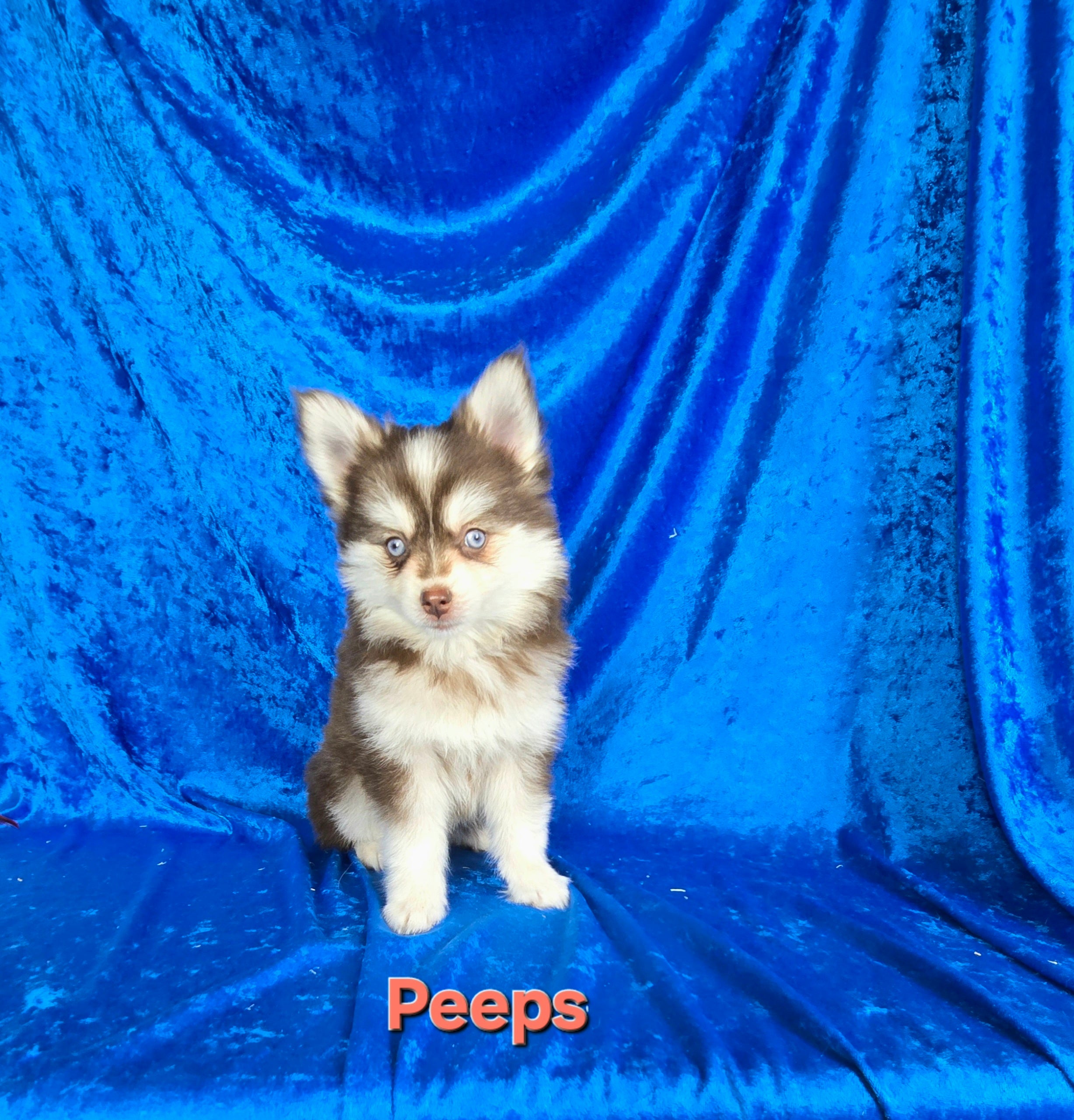 Peeps (FEMALE)