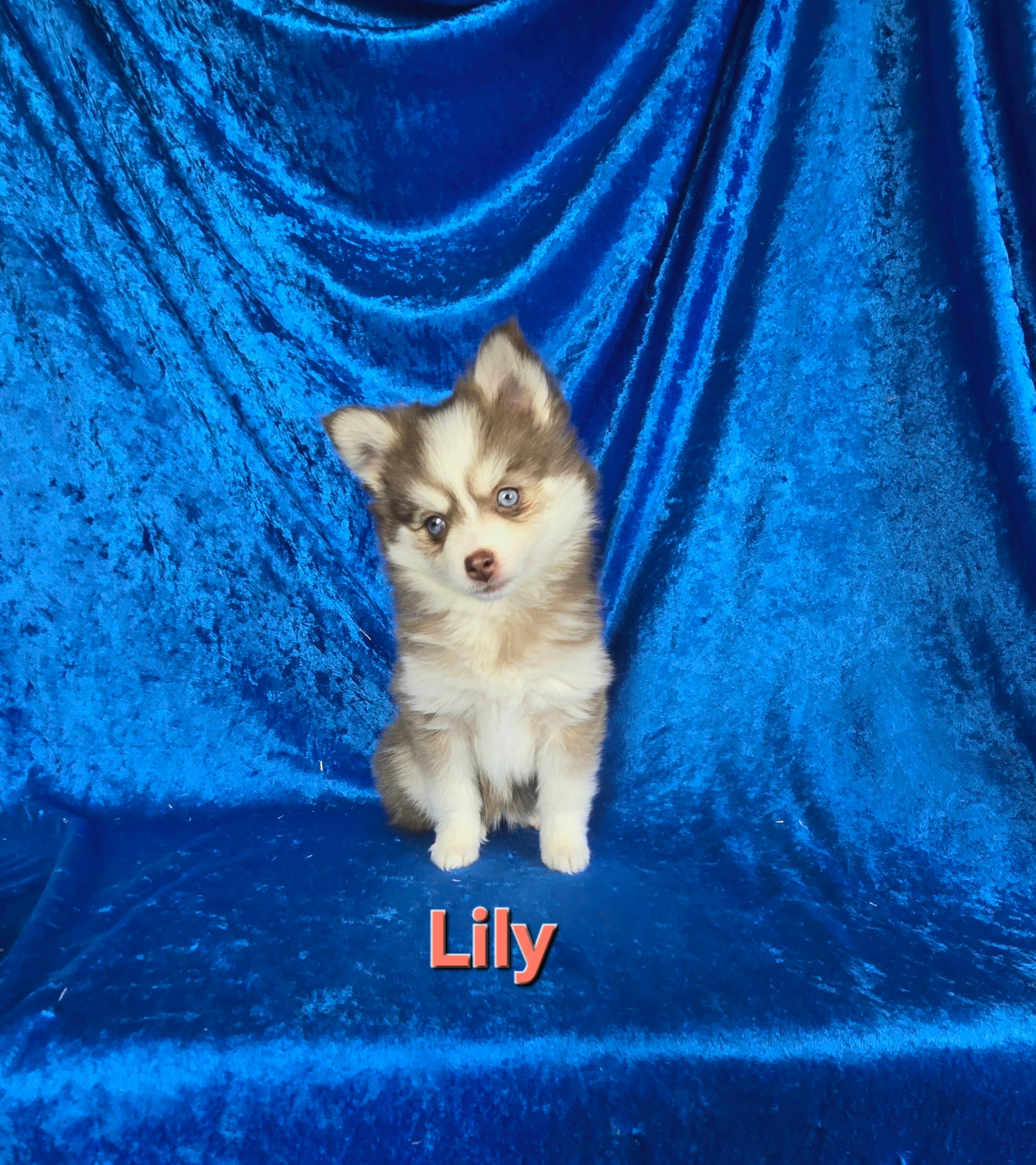 Llly (FEMALE)