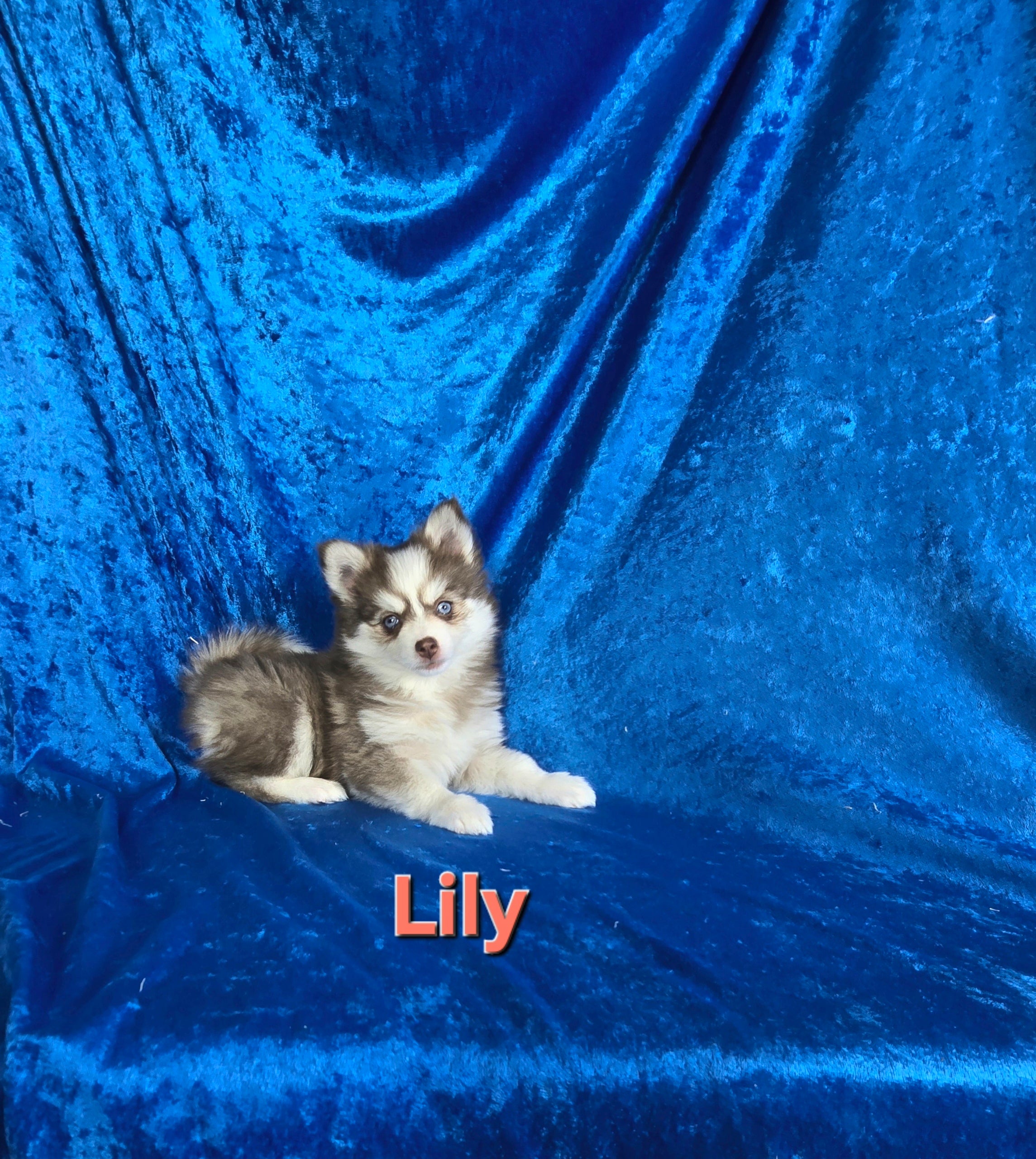 Llly (FEMALE)