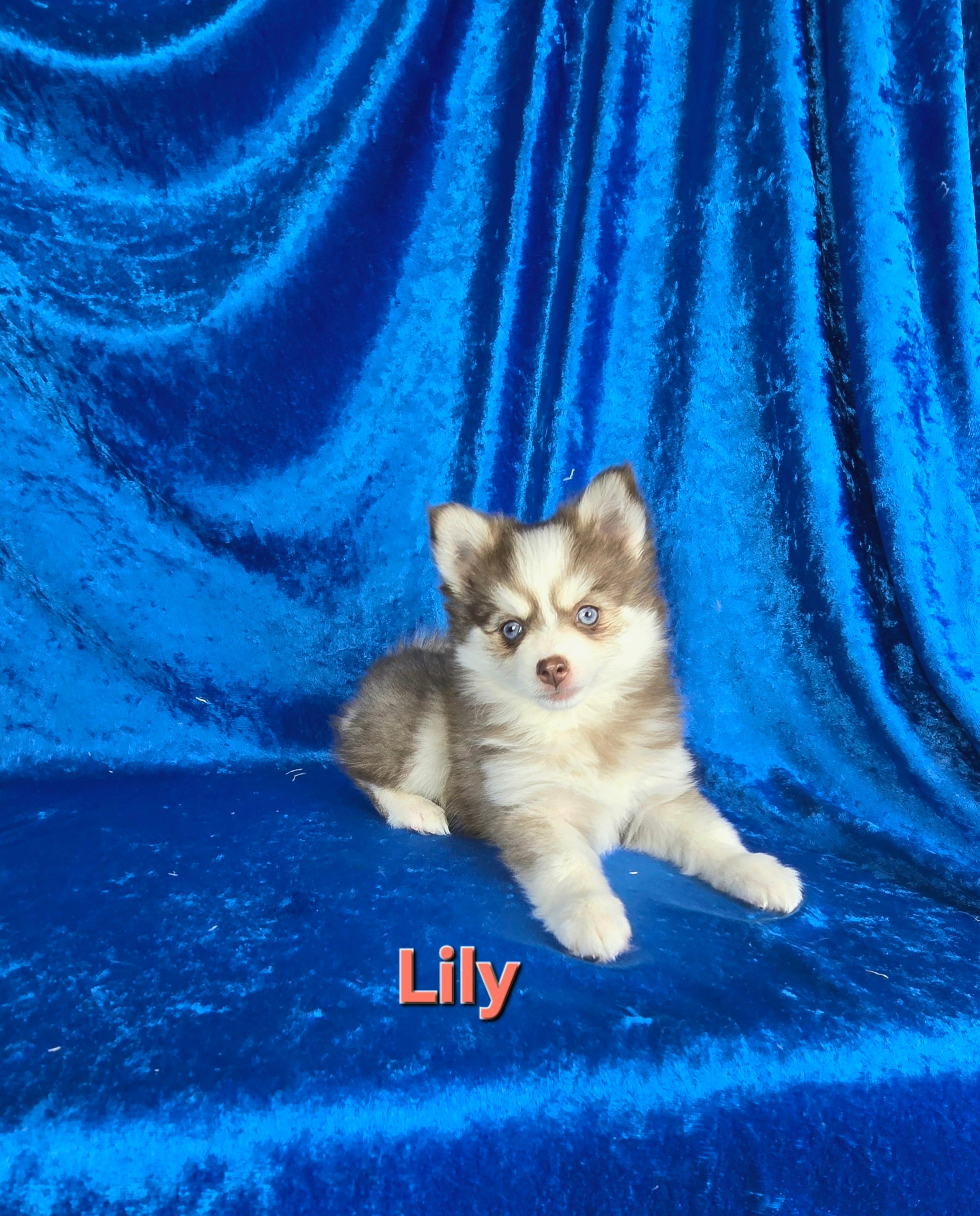 Llly (FEMALE)