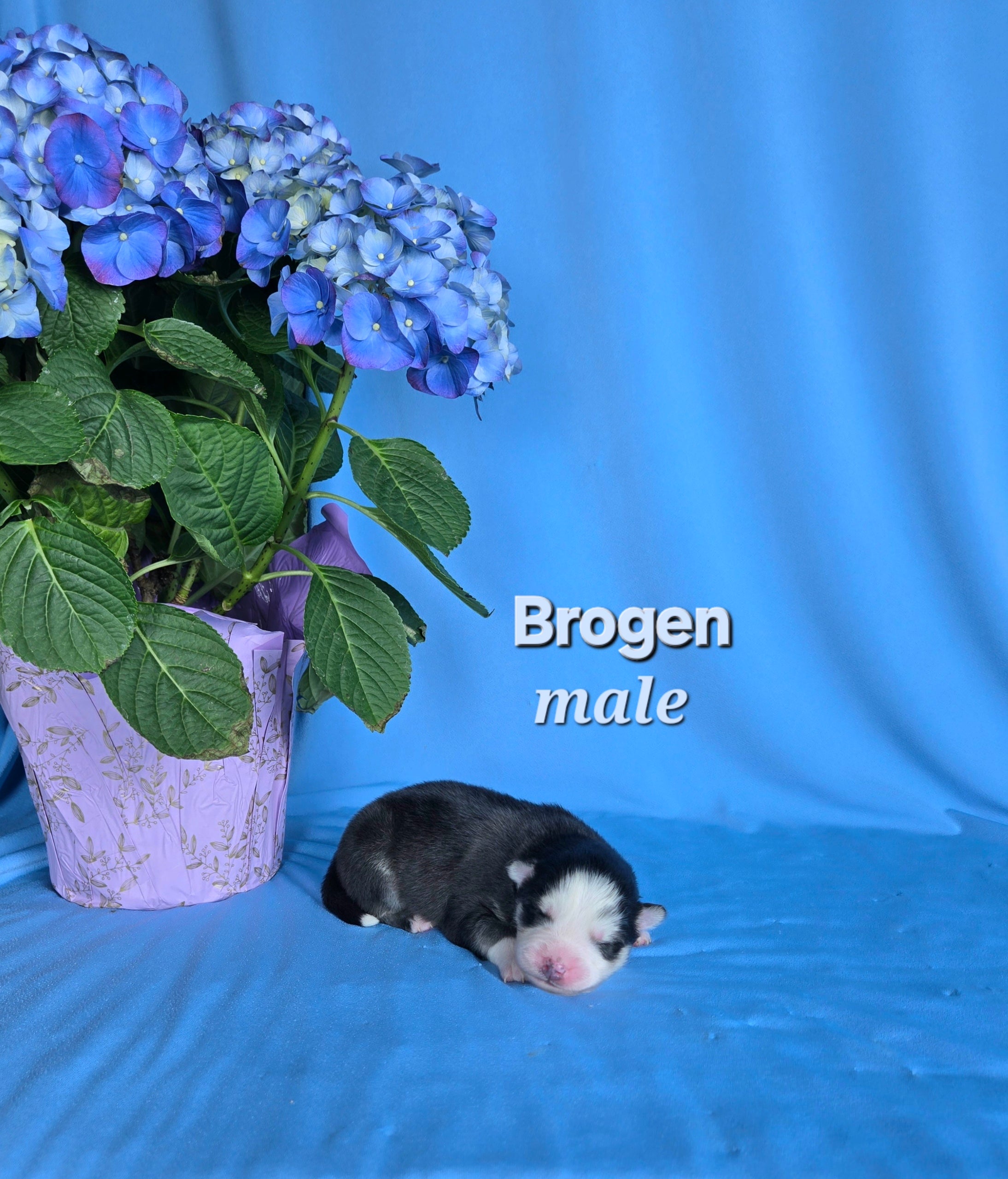 Brogen (MALE)