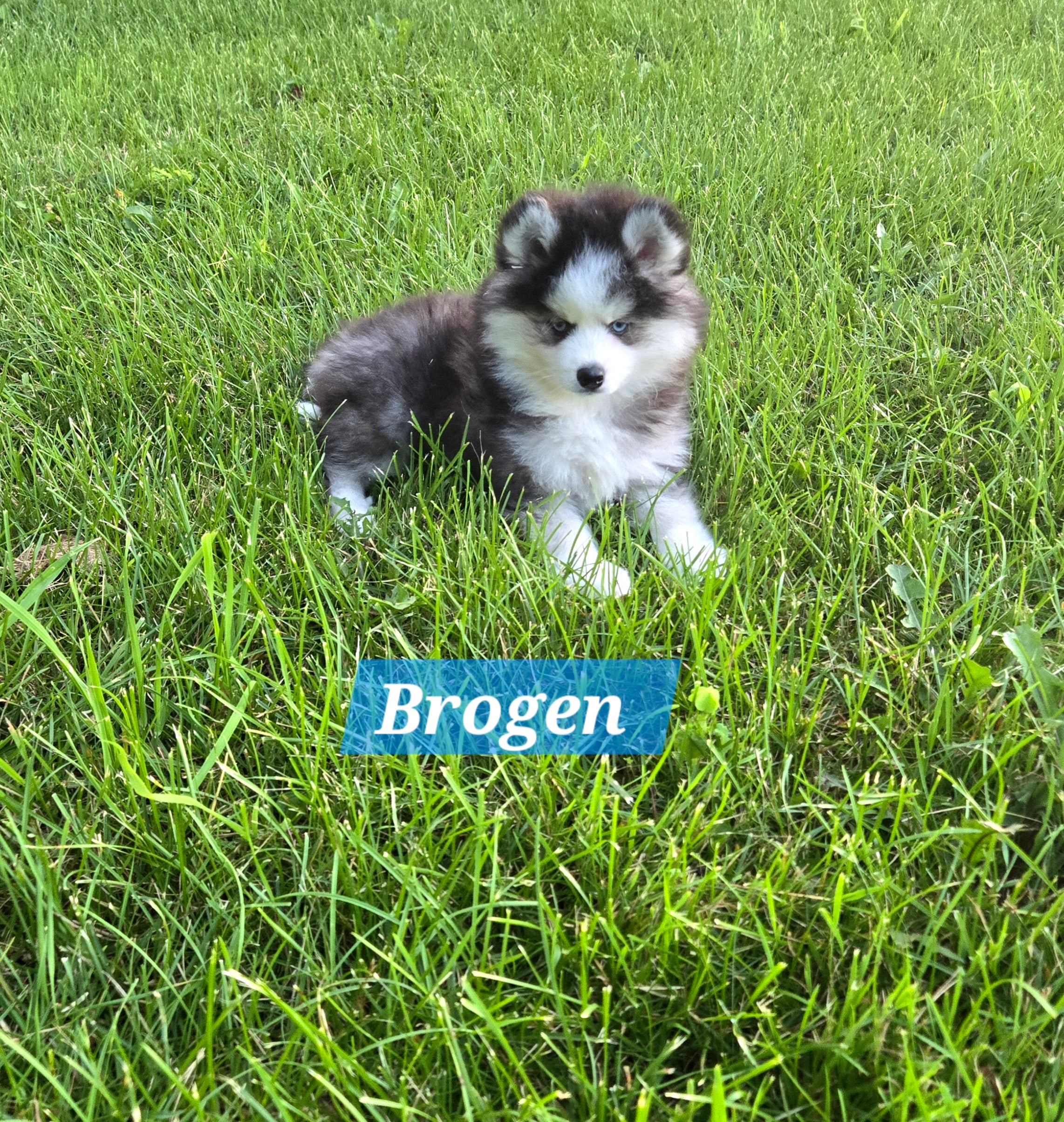 Brogen (MALE)