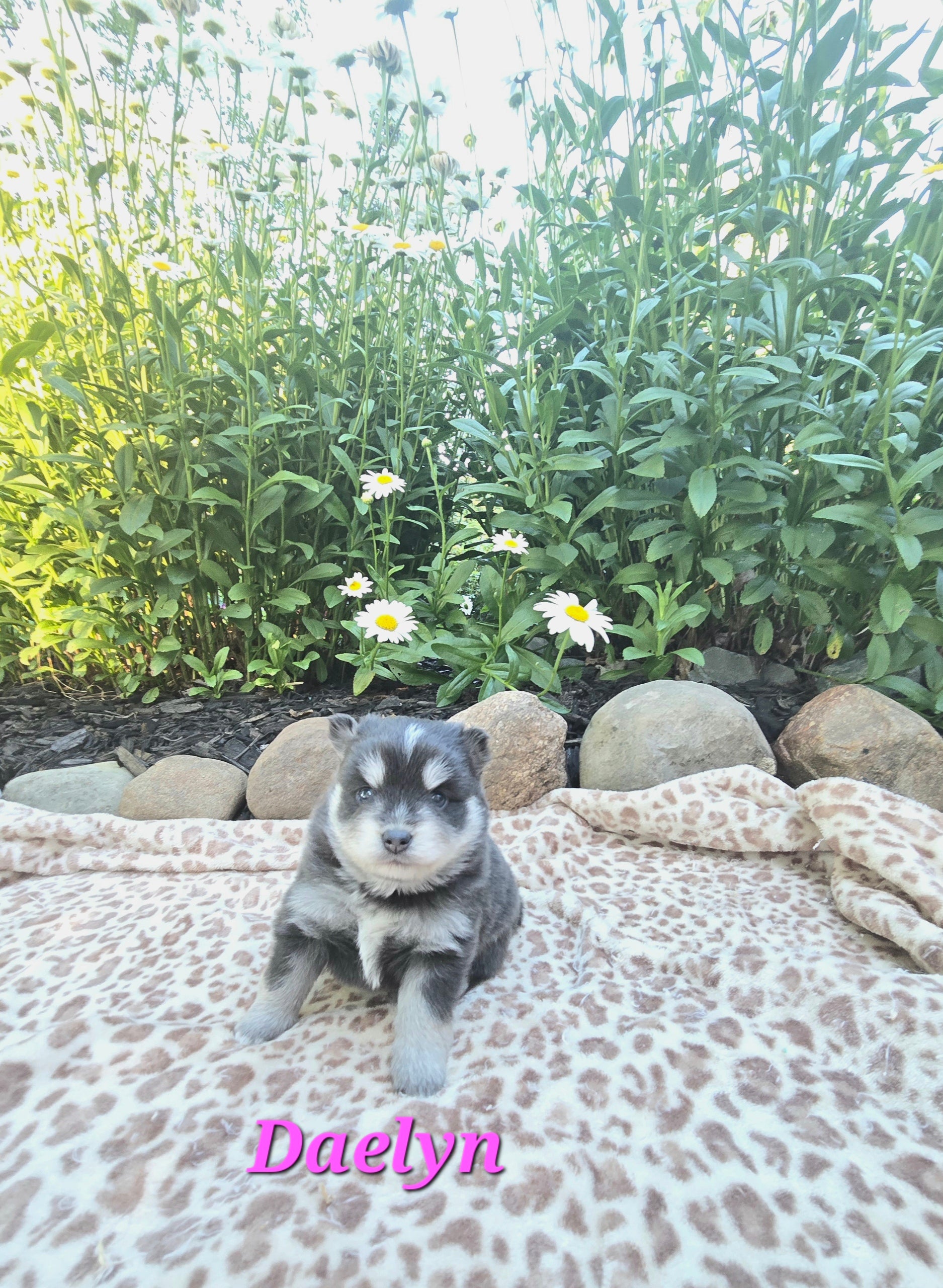 Daelyn (FEMALE) RARE BLUE