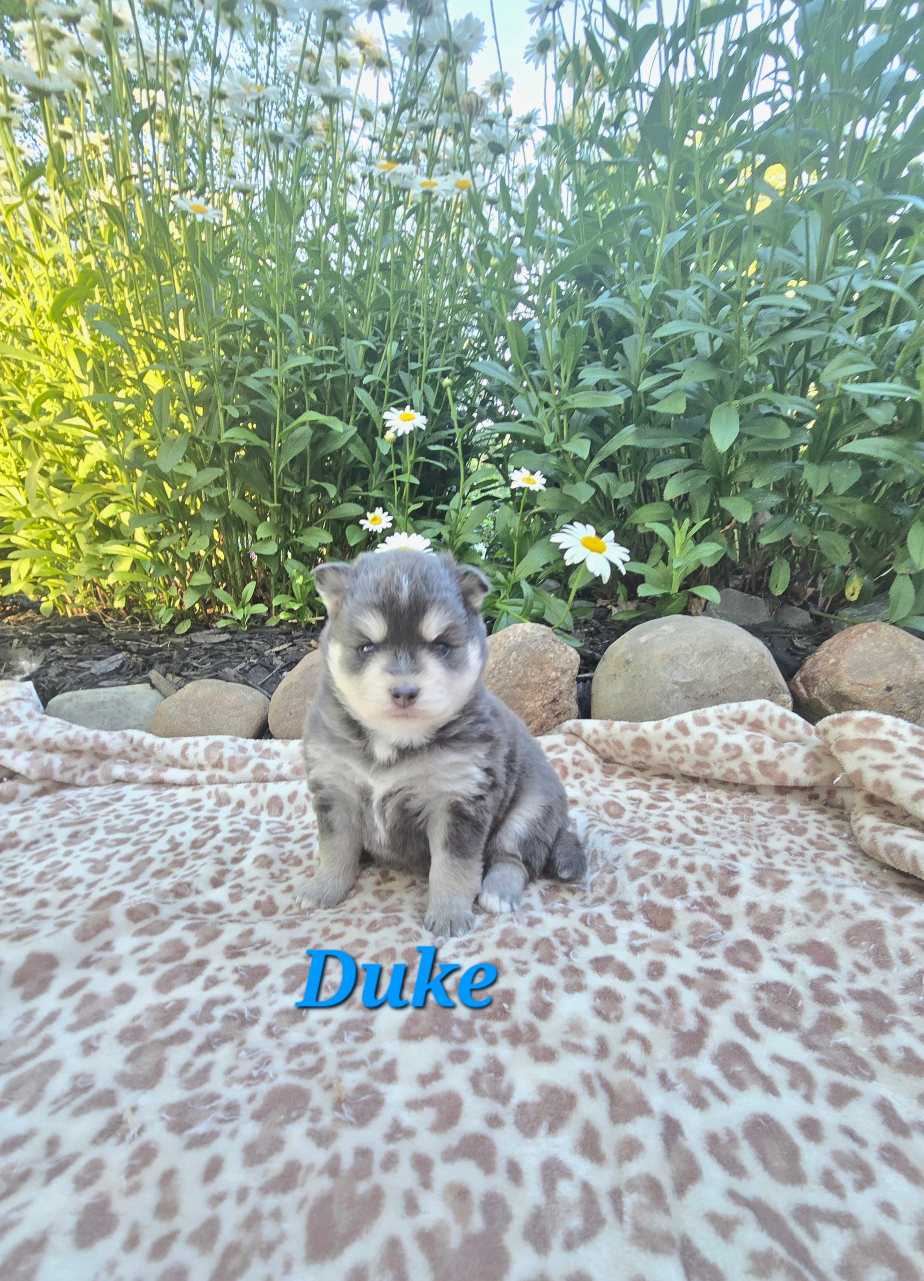 Duke (MALE) RARE BLUE