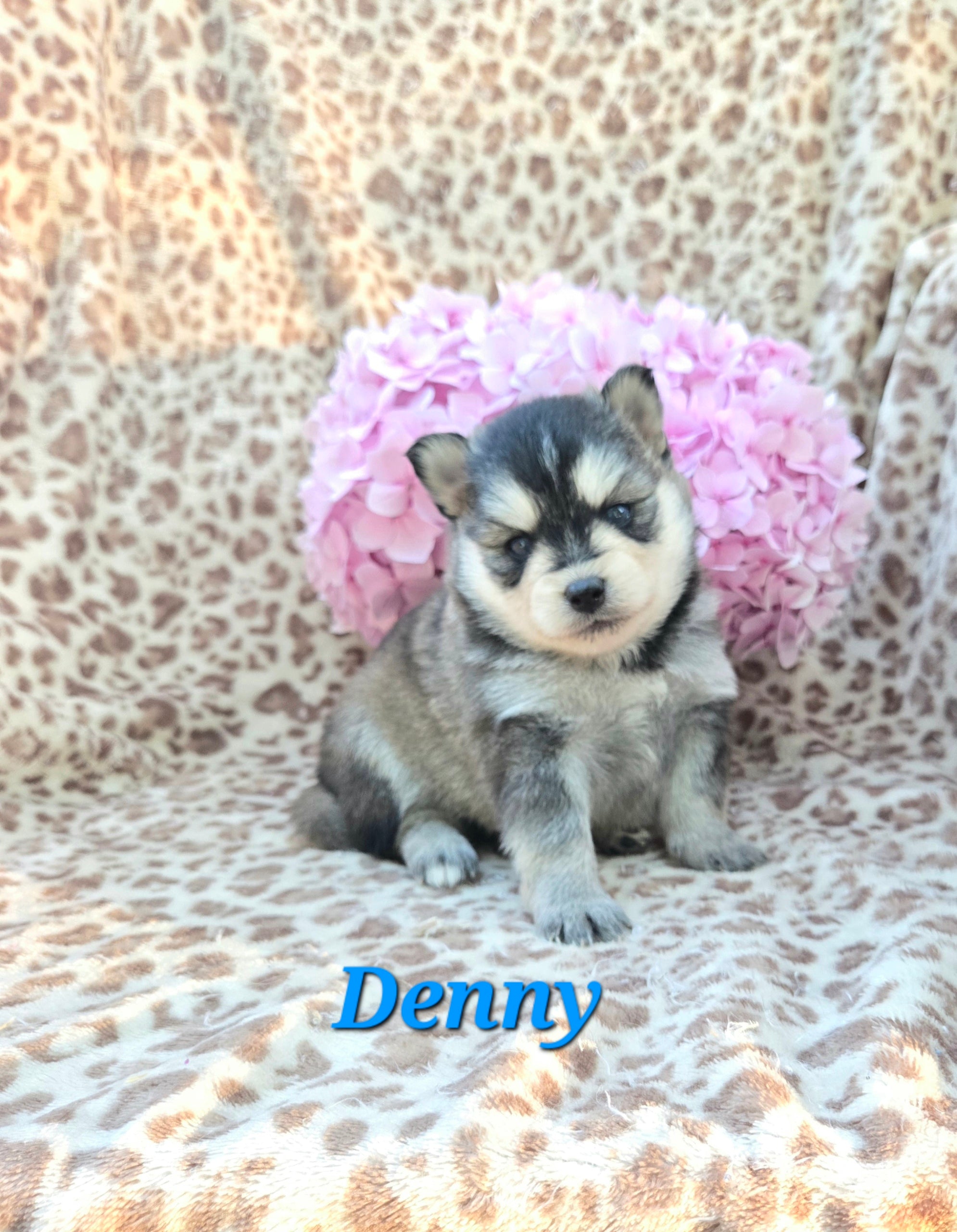 Denny (MALE)