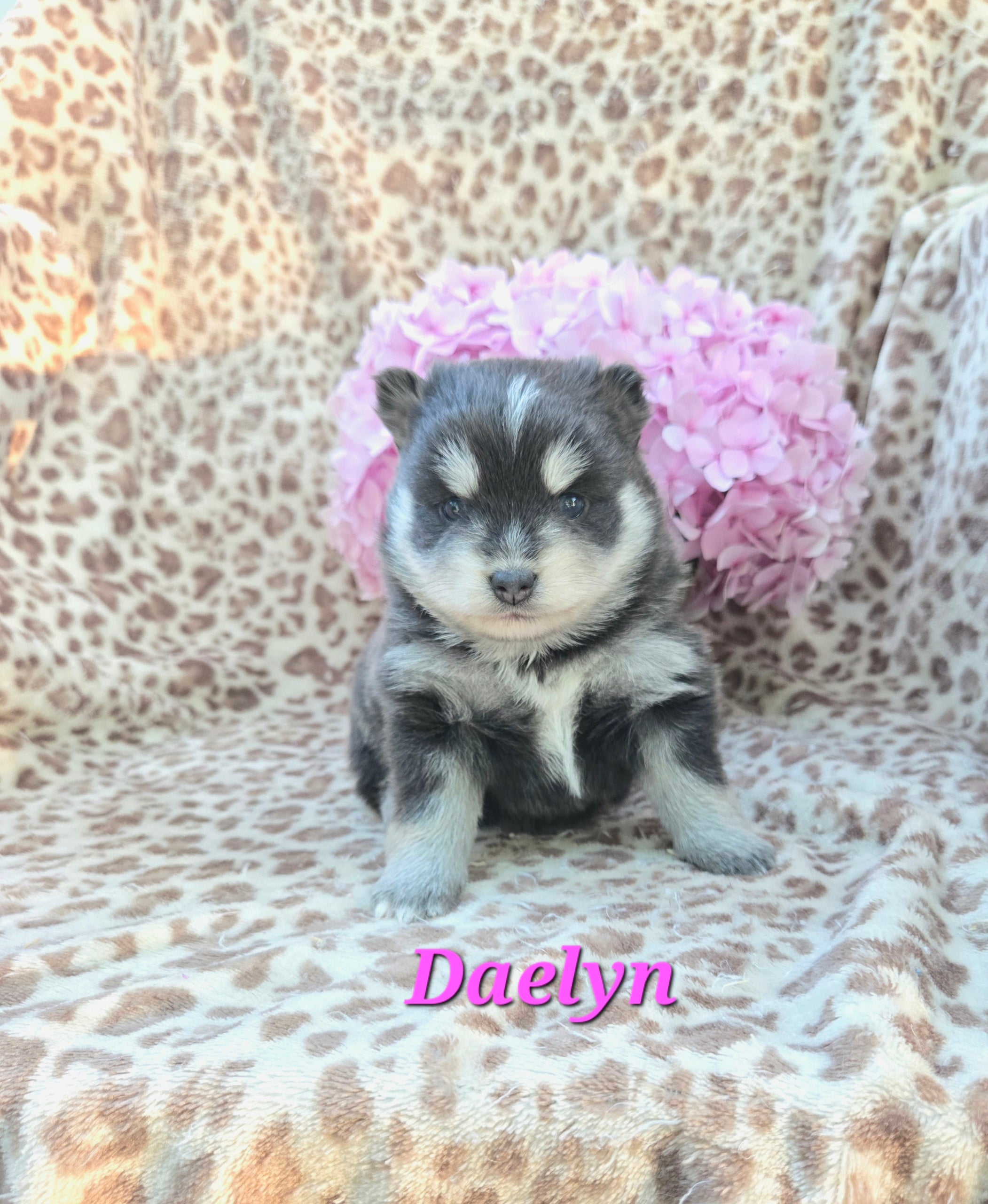 Daelyn (FEMALE) RARE BLUE