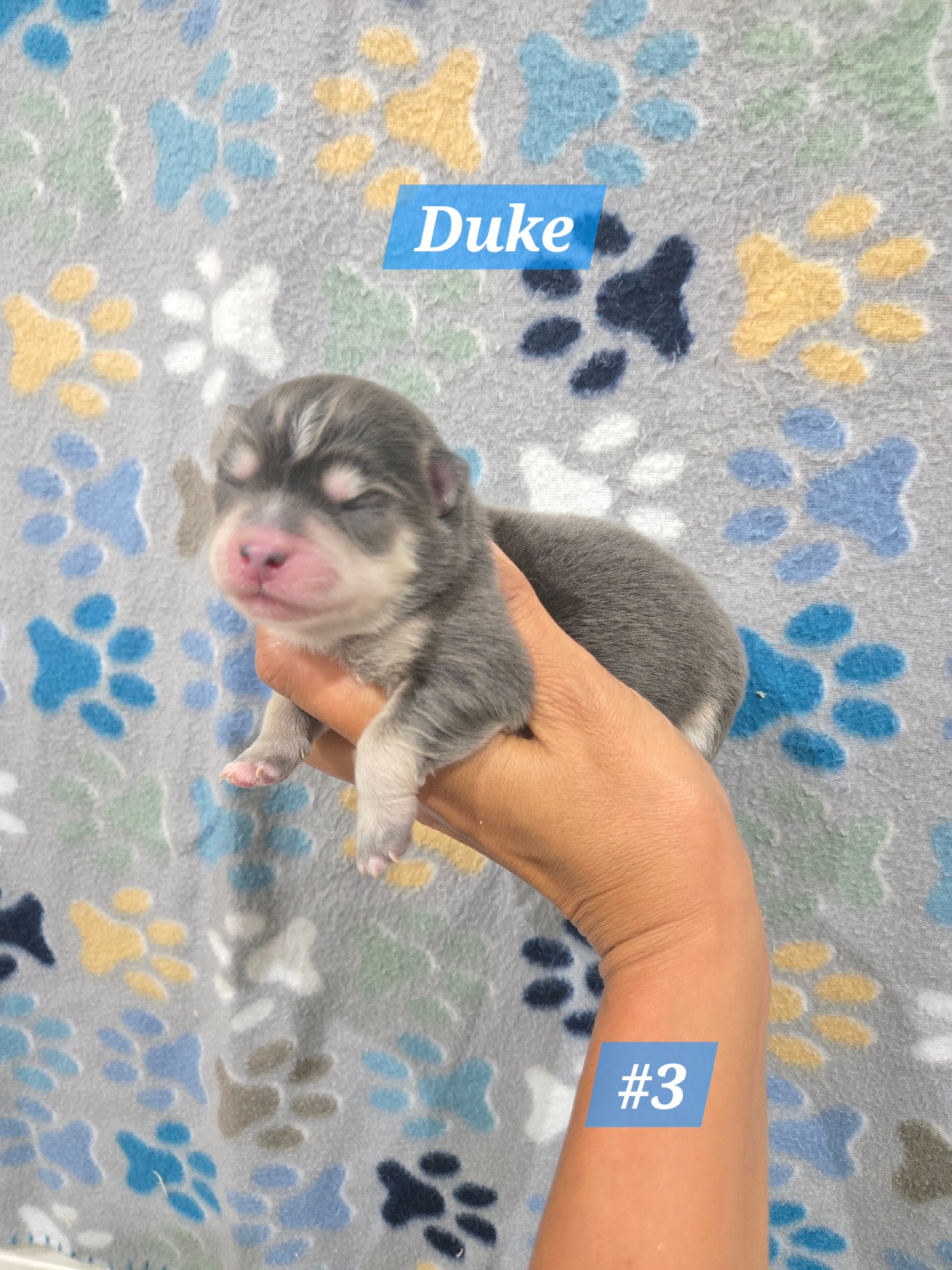 Duke (MALE) RARE BLUE