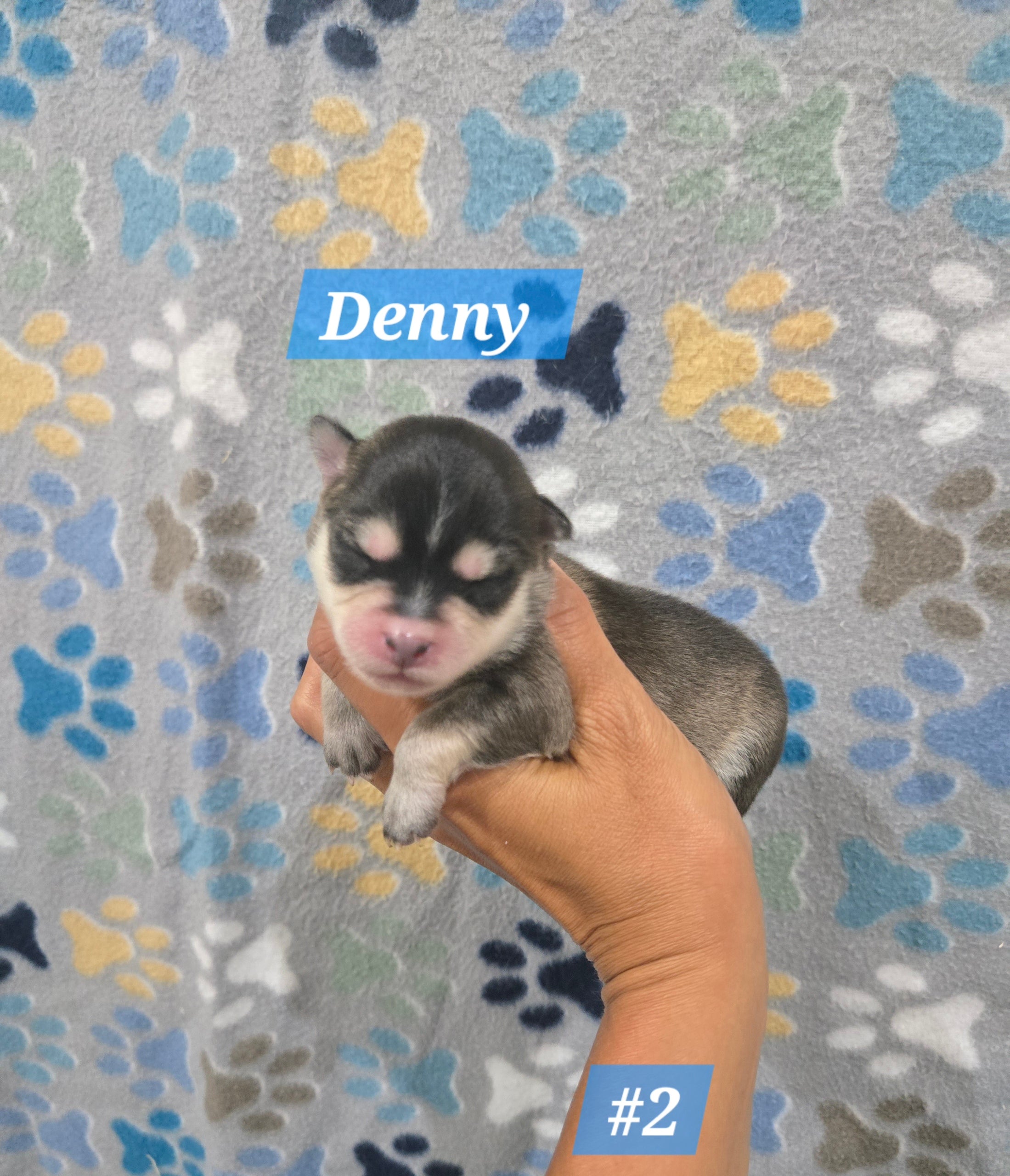 Denny (MALE)