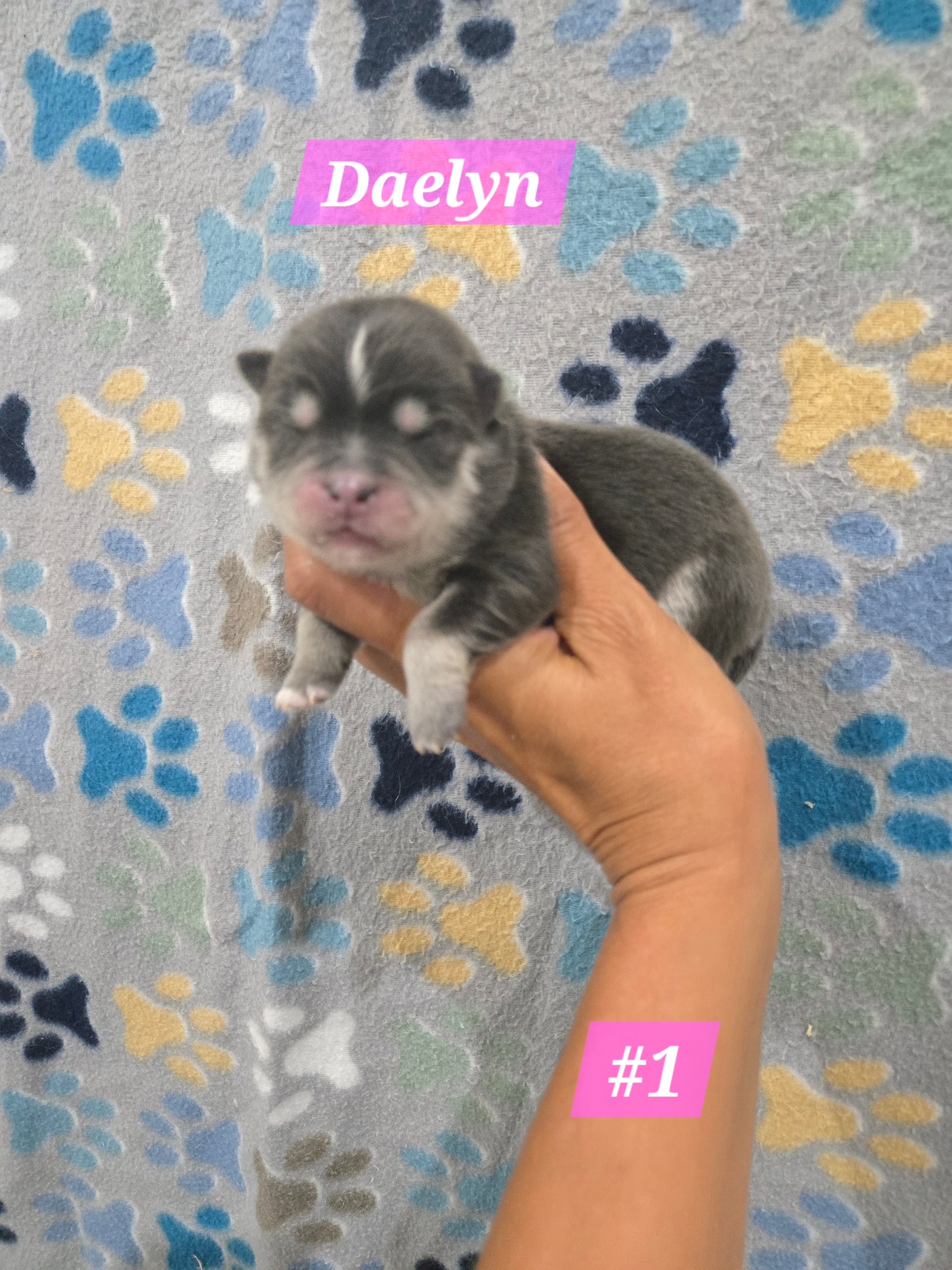 Daelyn (FEMALE) RARE BLUE
